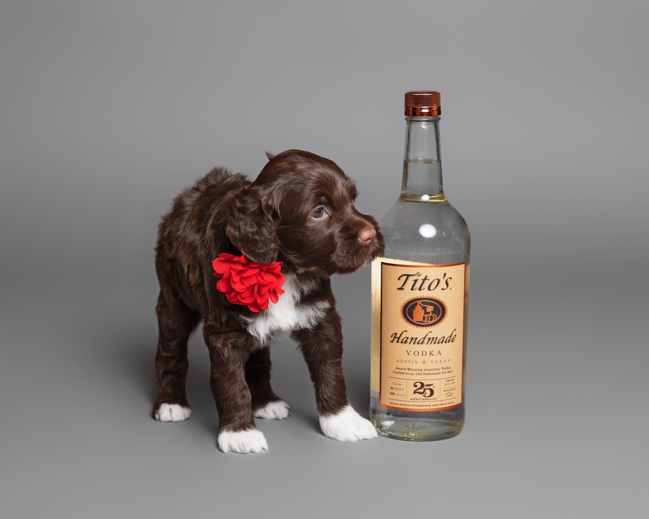 Puppies5Wks-062.jpg