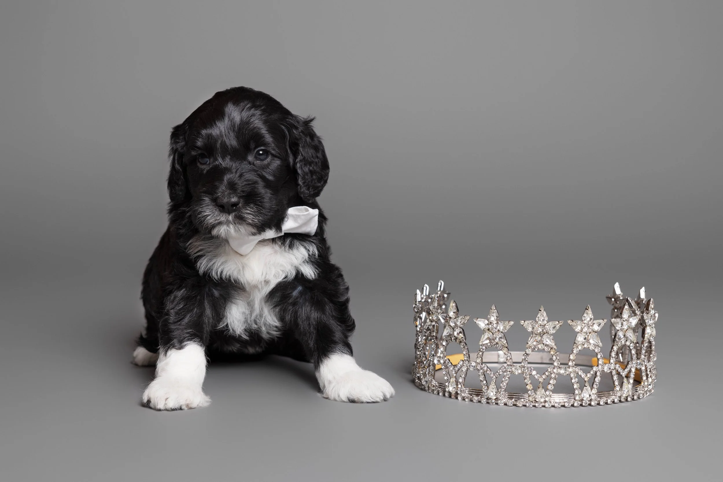 Puppies5Wks-086.jpg