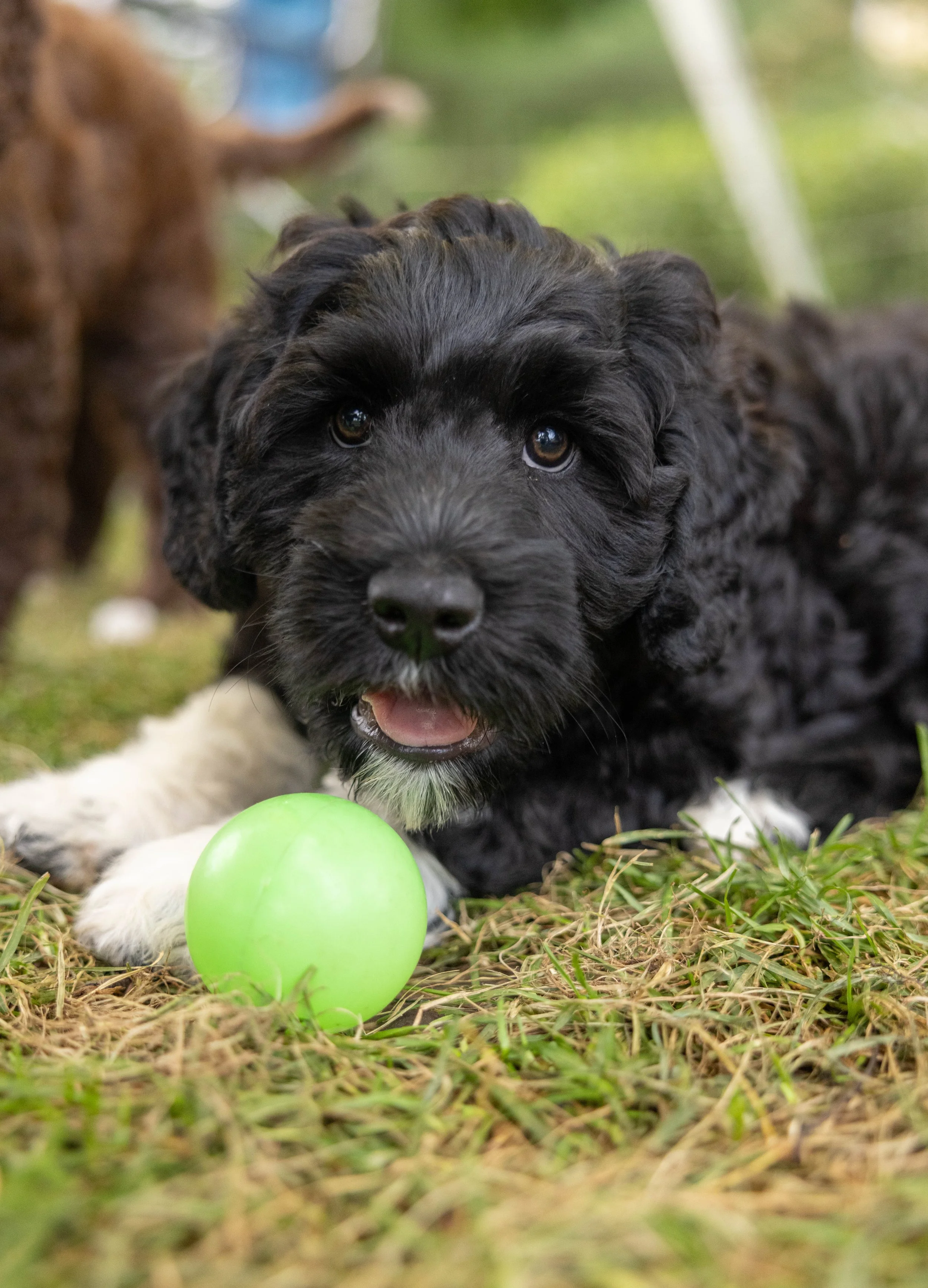 Puppies10Wks-139.jpg