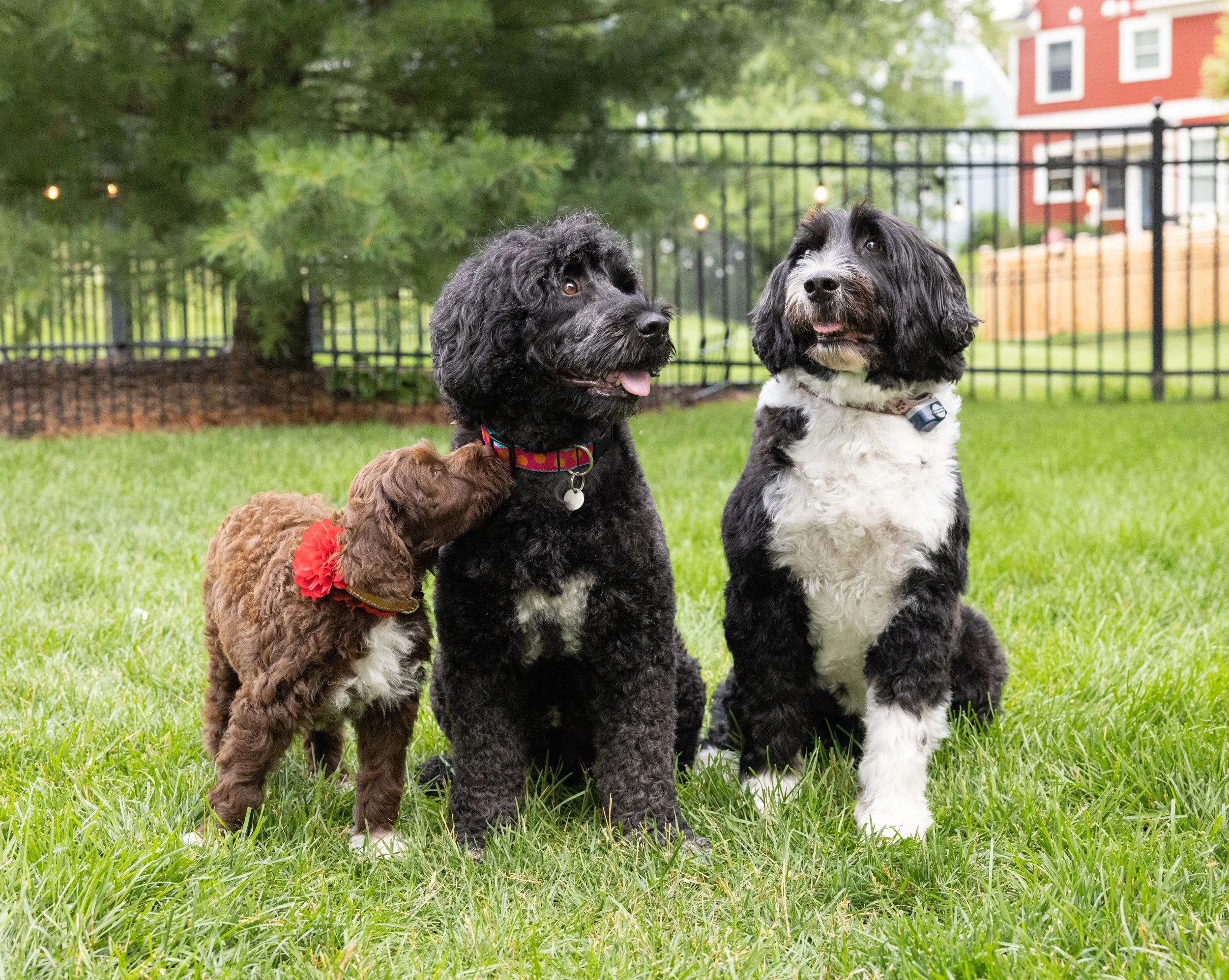 Puppies10Wks-121.jpg