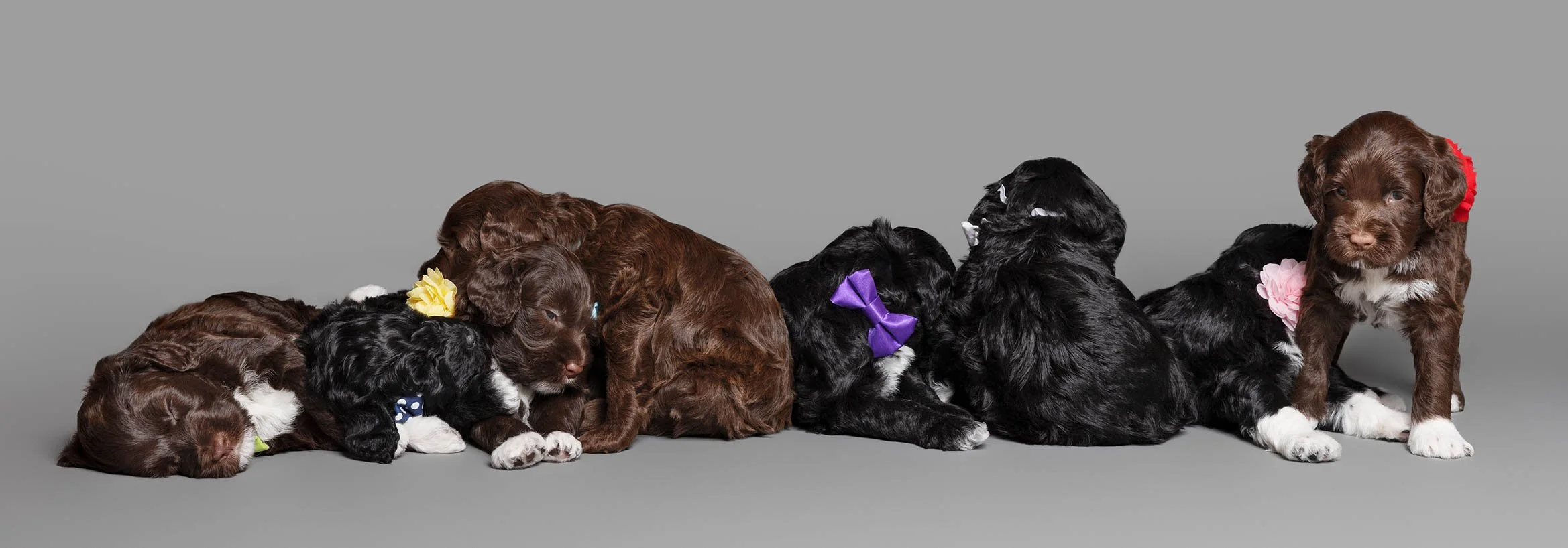 Puppies5Wks-181.jpg