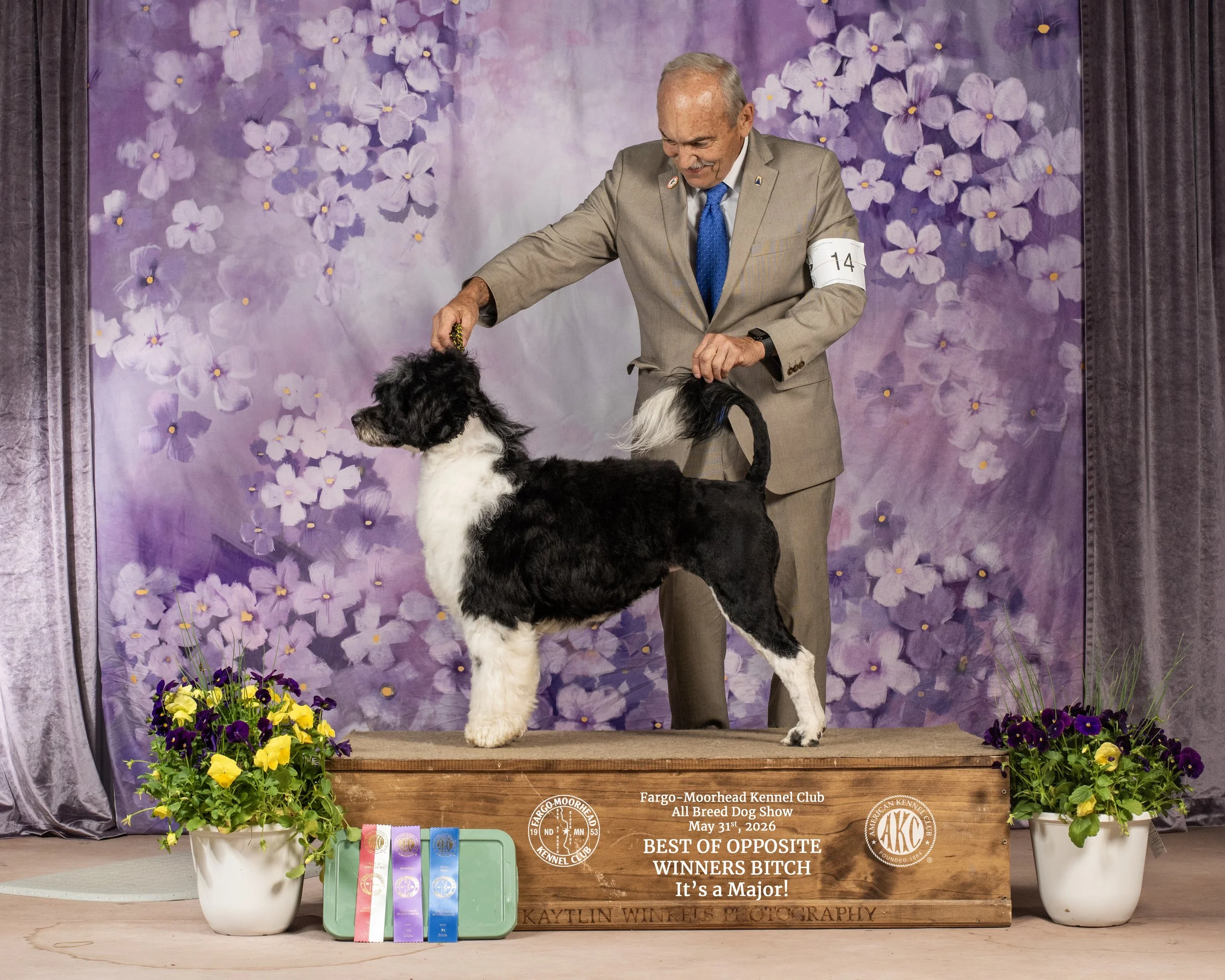 An elderly man in a beige suit with a blue tie and armband is showing a black and white dog on a platform at an all-breed dog show. The background features purple flowers, and there are colorful ribbons and medals in front of the platform. The event is the Fargo-Moorhead Kennel Club All Breed Dog Show held on May 31, 2026, with a sign indicating the dog as the 'Best of Opposite Winners Bitch' and 'It's a Major!'