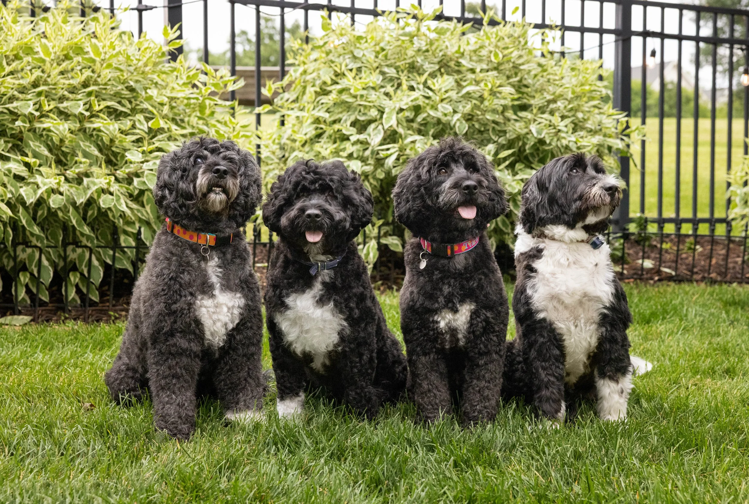Puppies10Wks-096.jpg