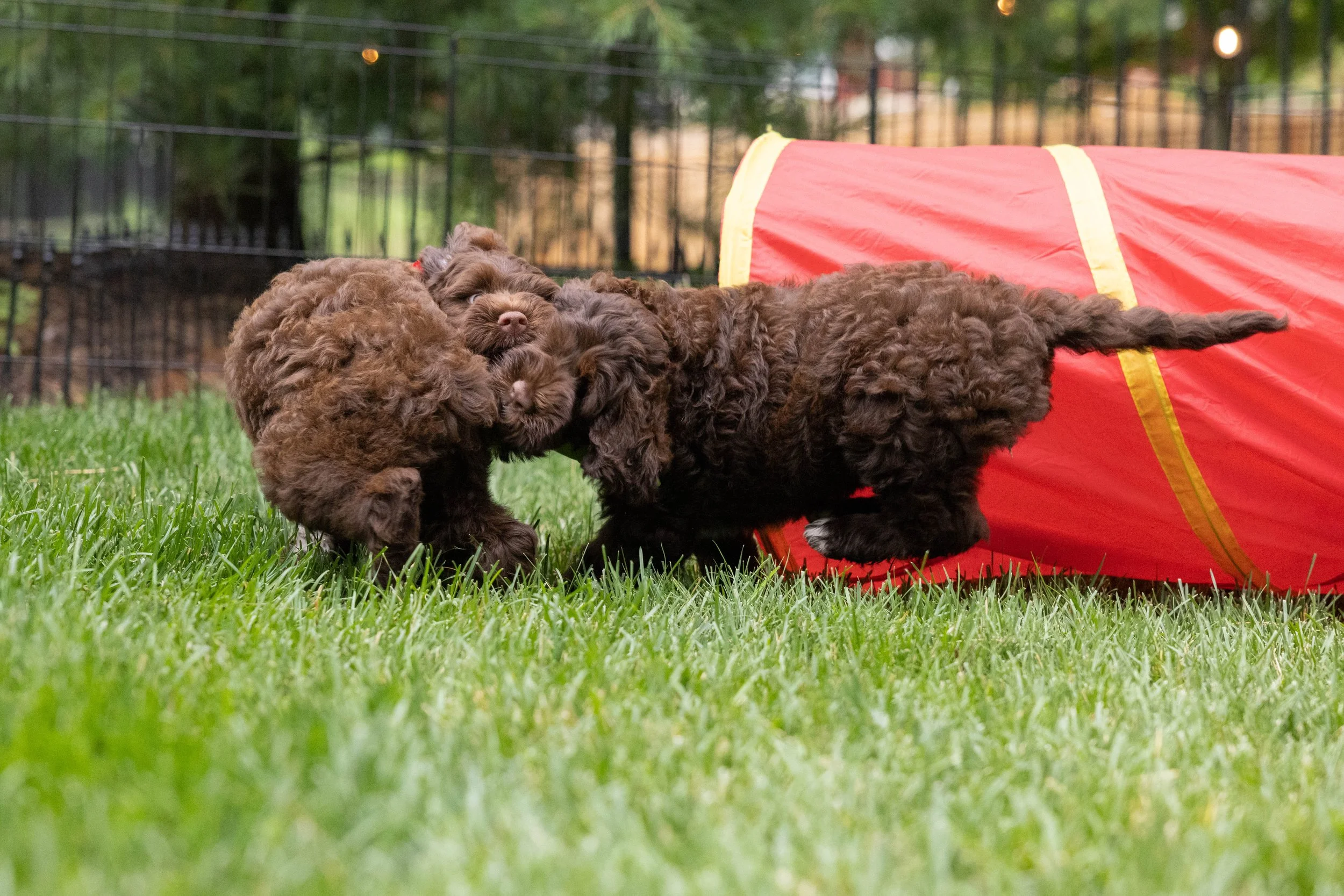 Puppies10Wks-062.jpg