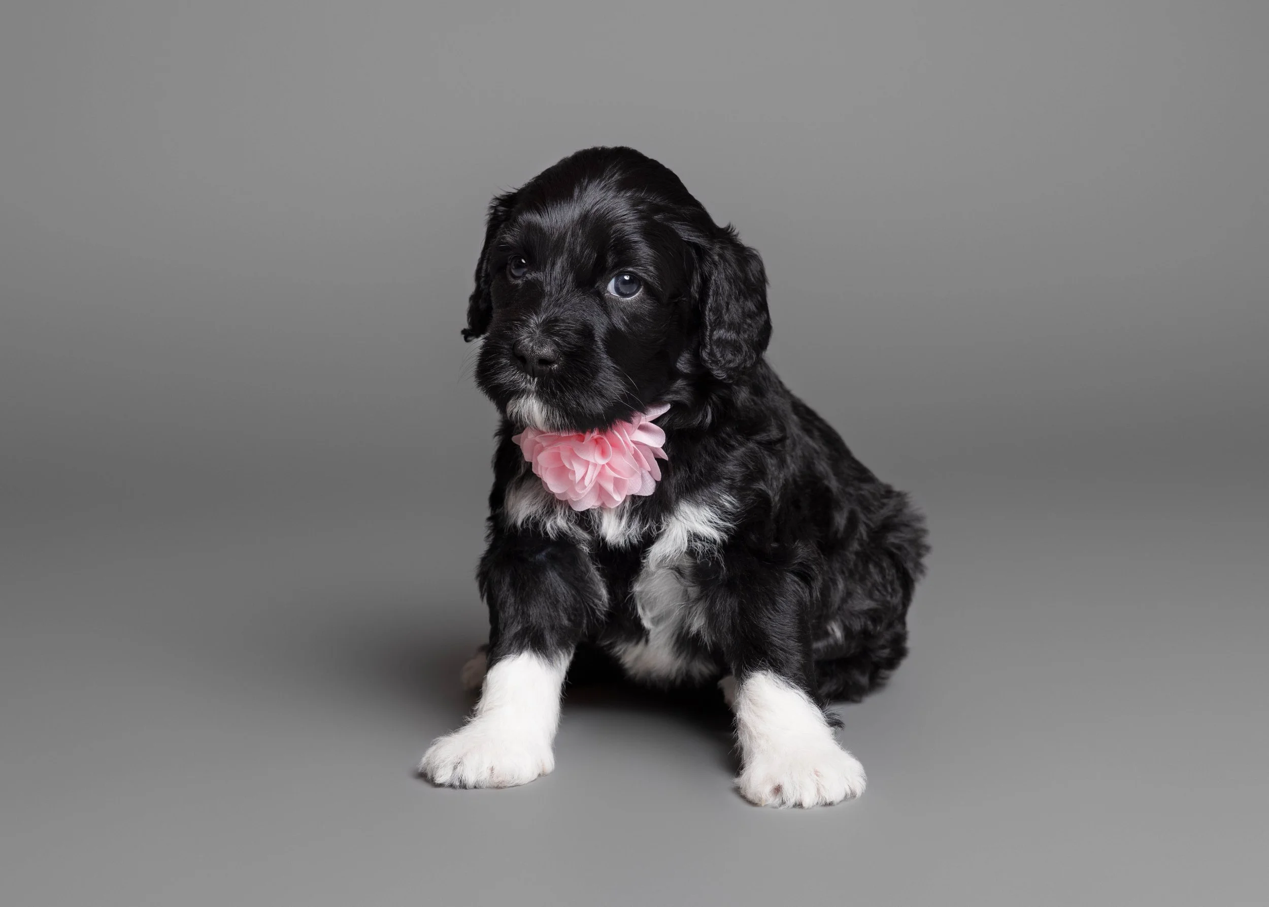 Puppies5Wks-105.jpg