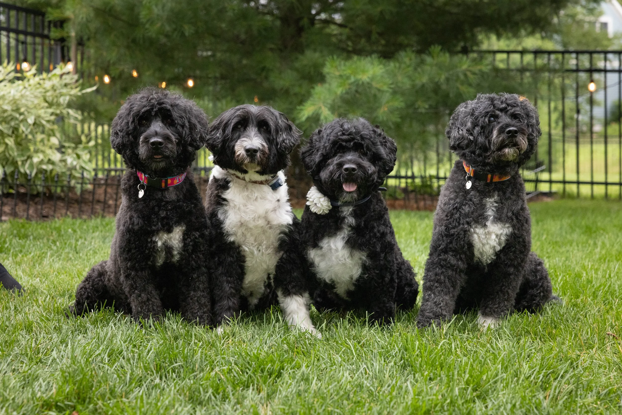 Puppies10Wks-098.jpg