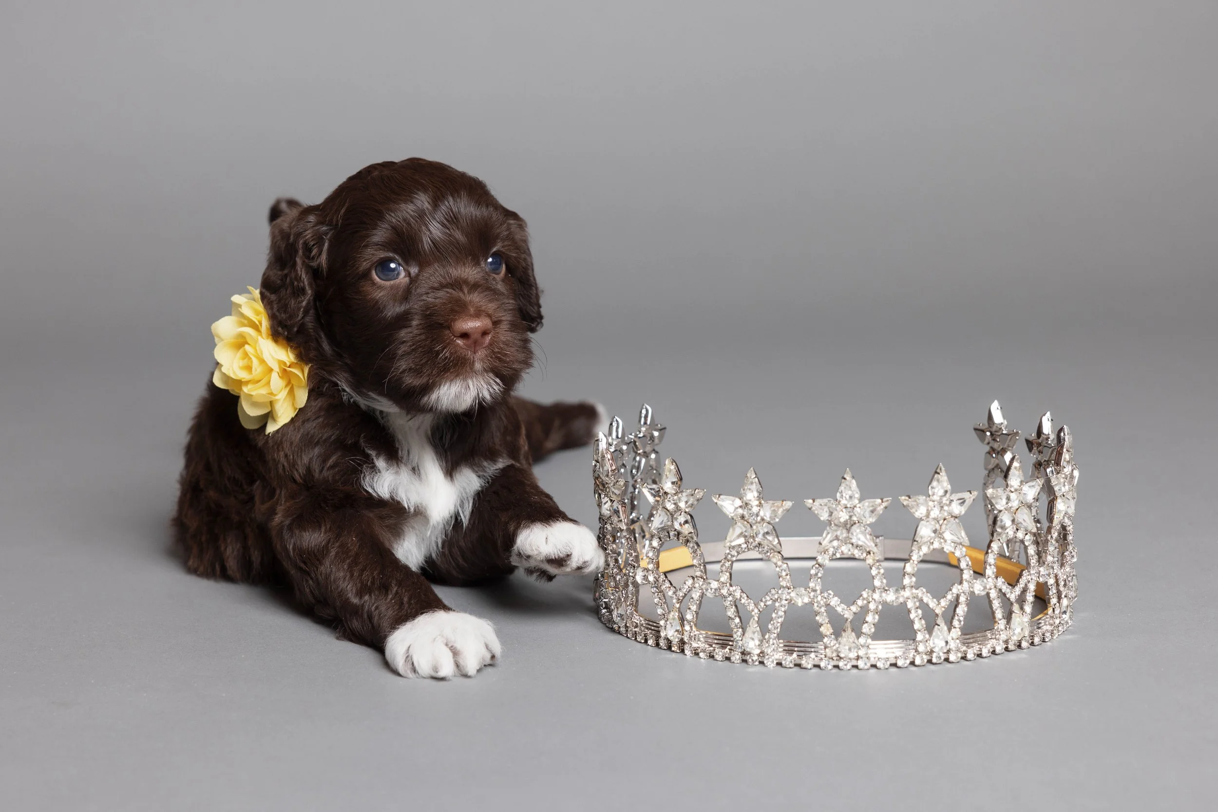 Puppies5Wks-073.jpg