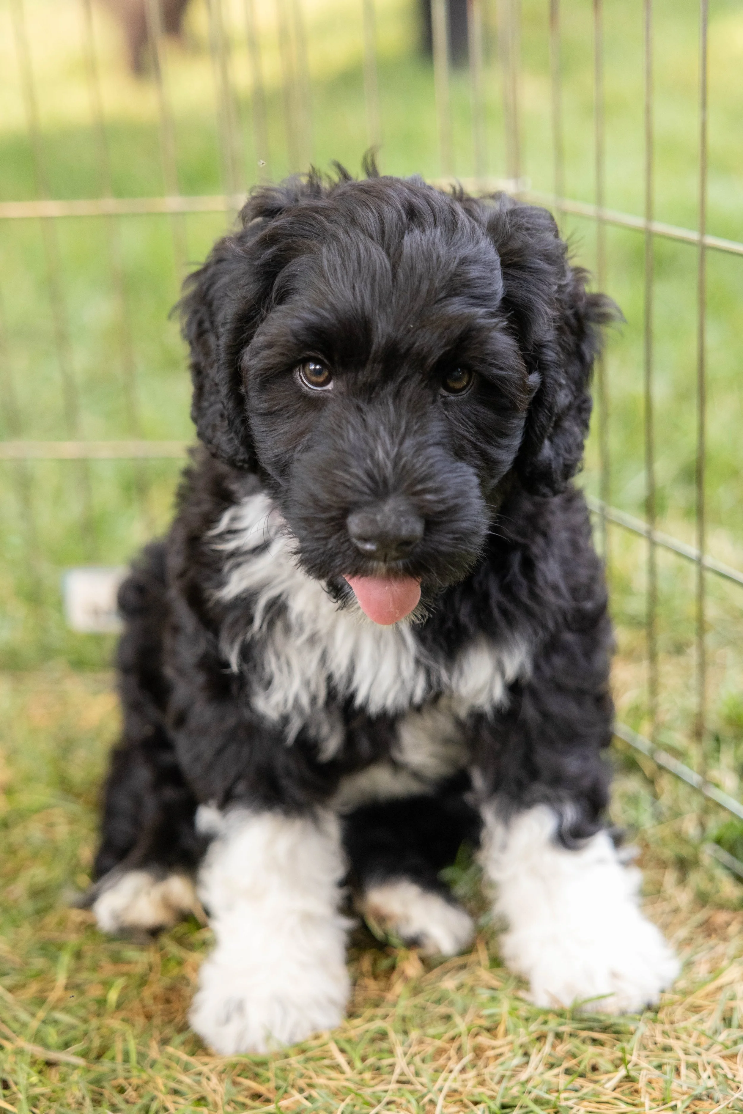 Puppies10Wks-155.jpg