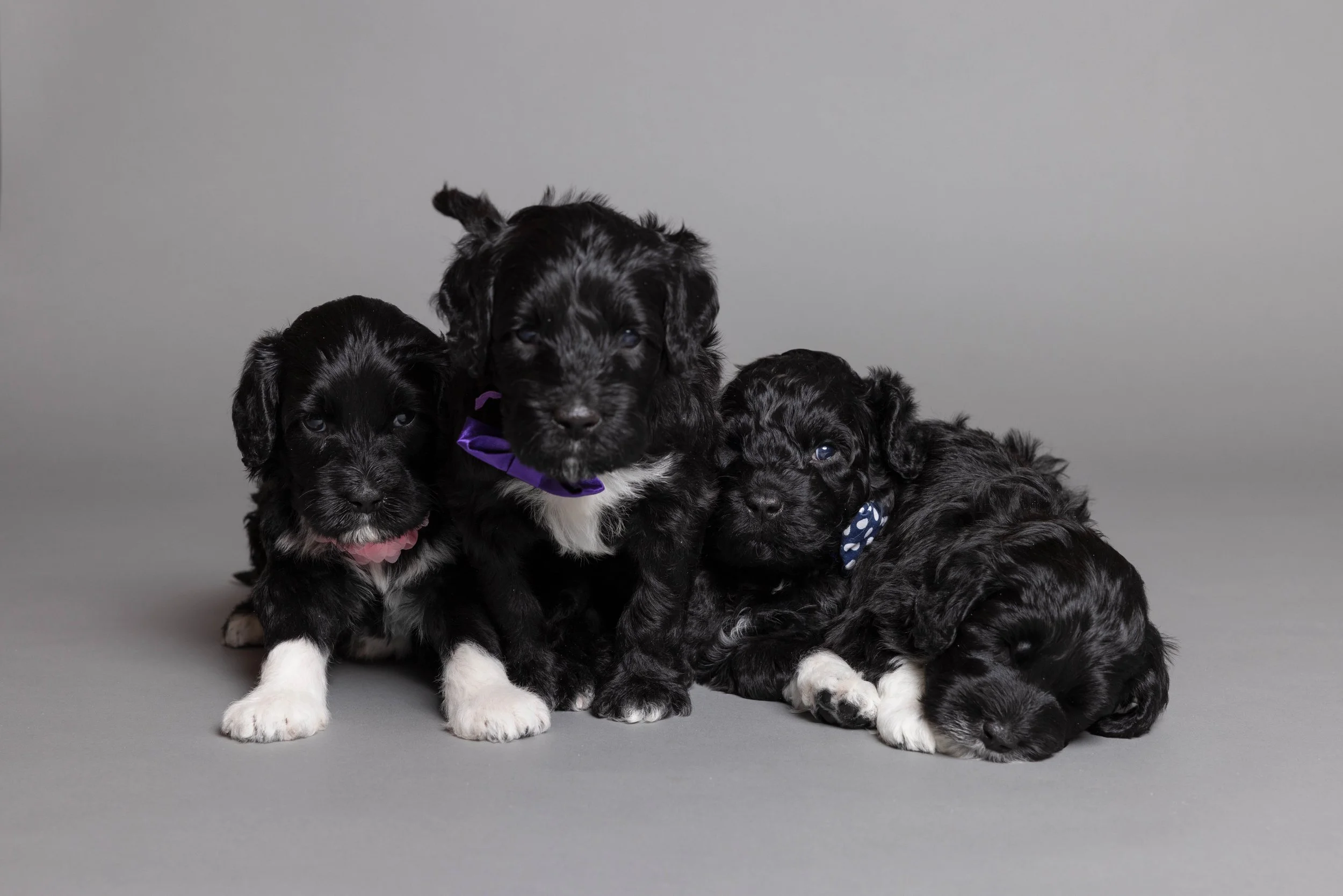Puppies5Wks-121.jpg