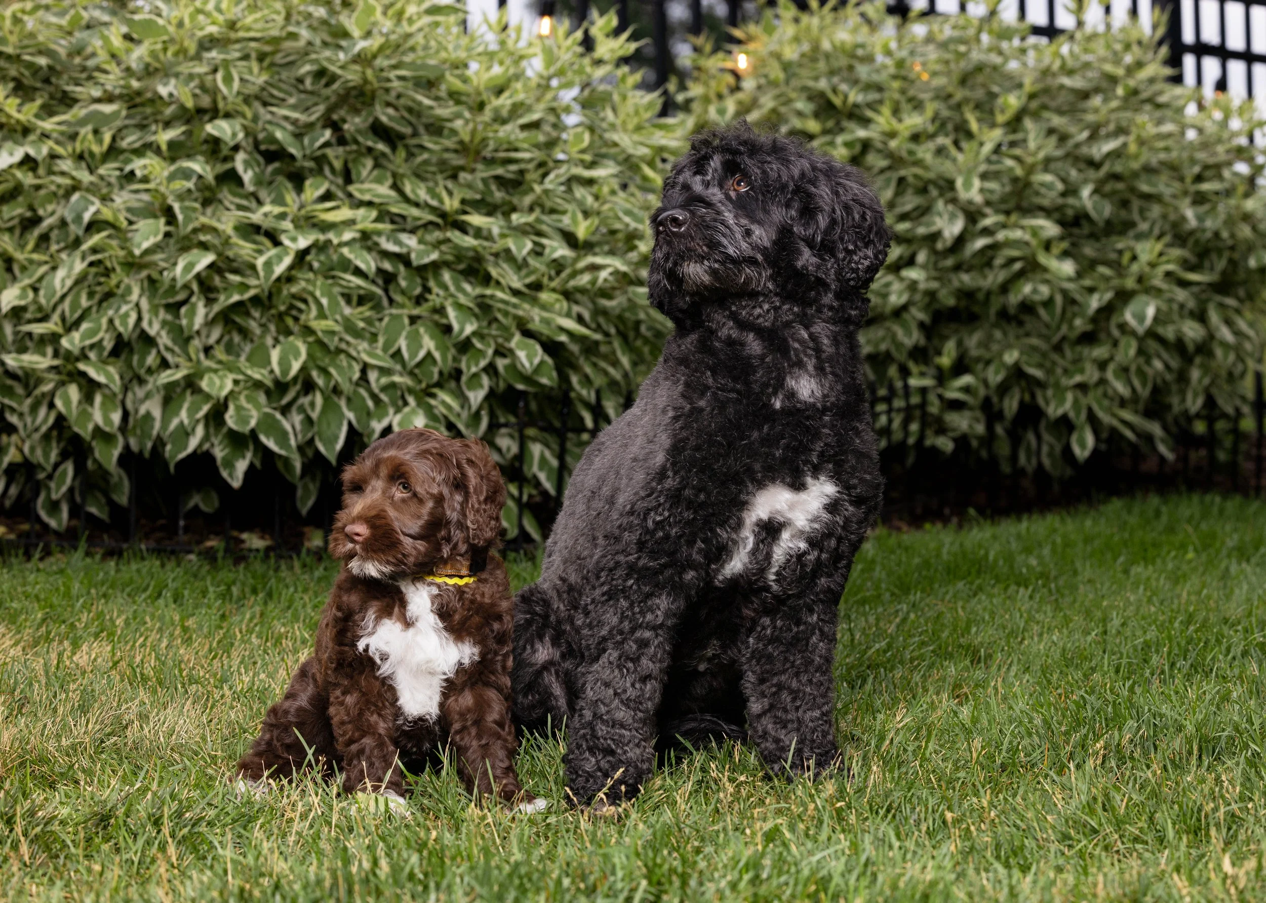 Puppies10Wks-056.jpg