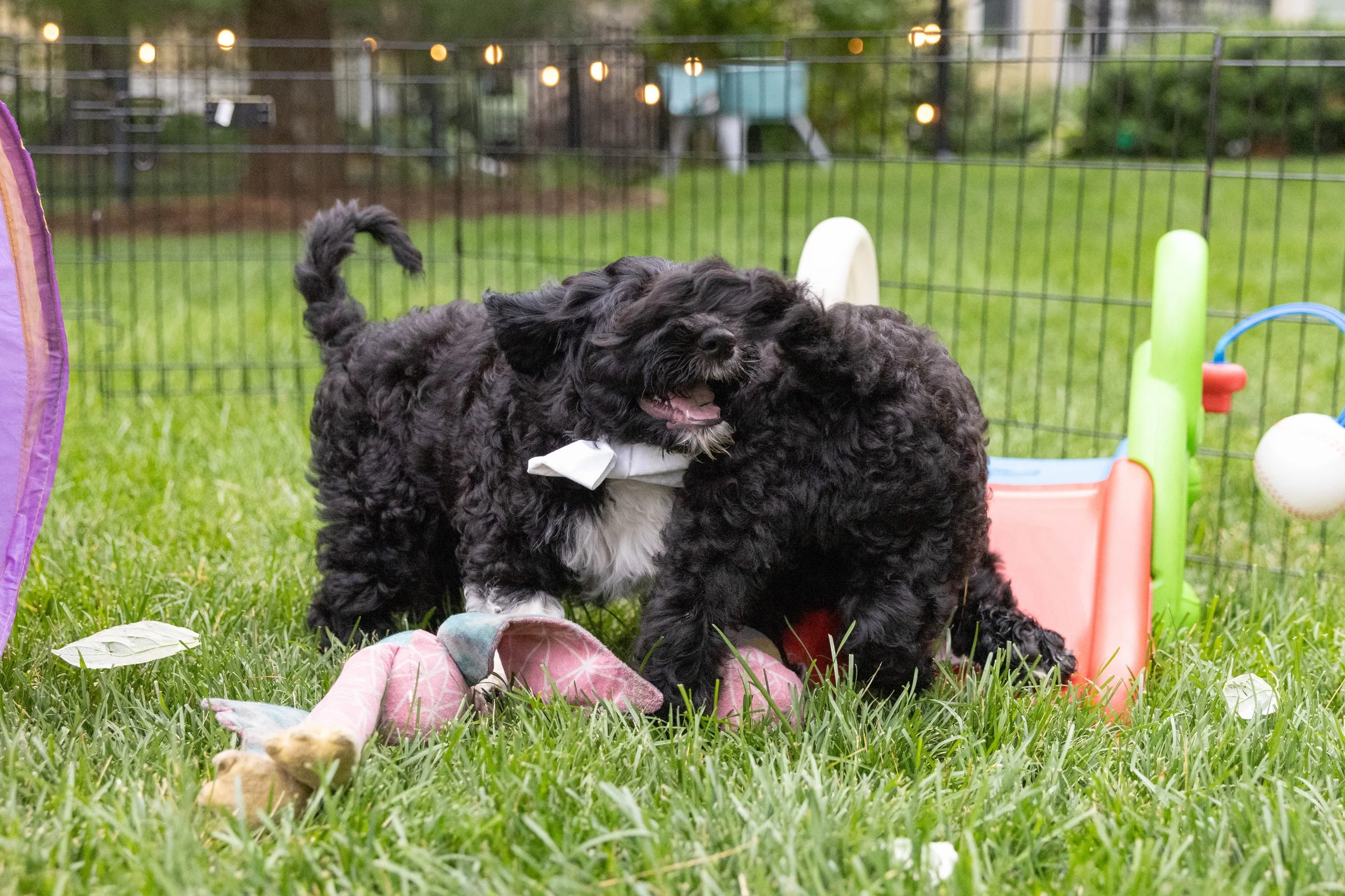 Puppies10Wks-093.jpg