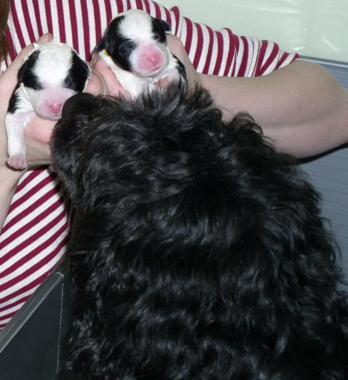 Winnie meets the B tuxedo boys.JPG