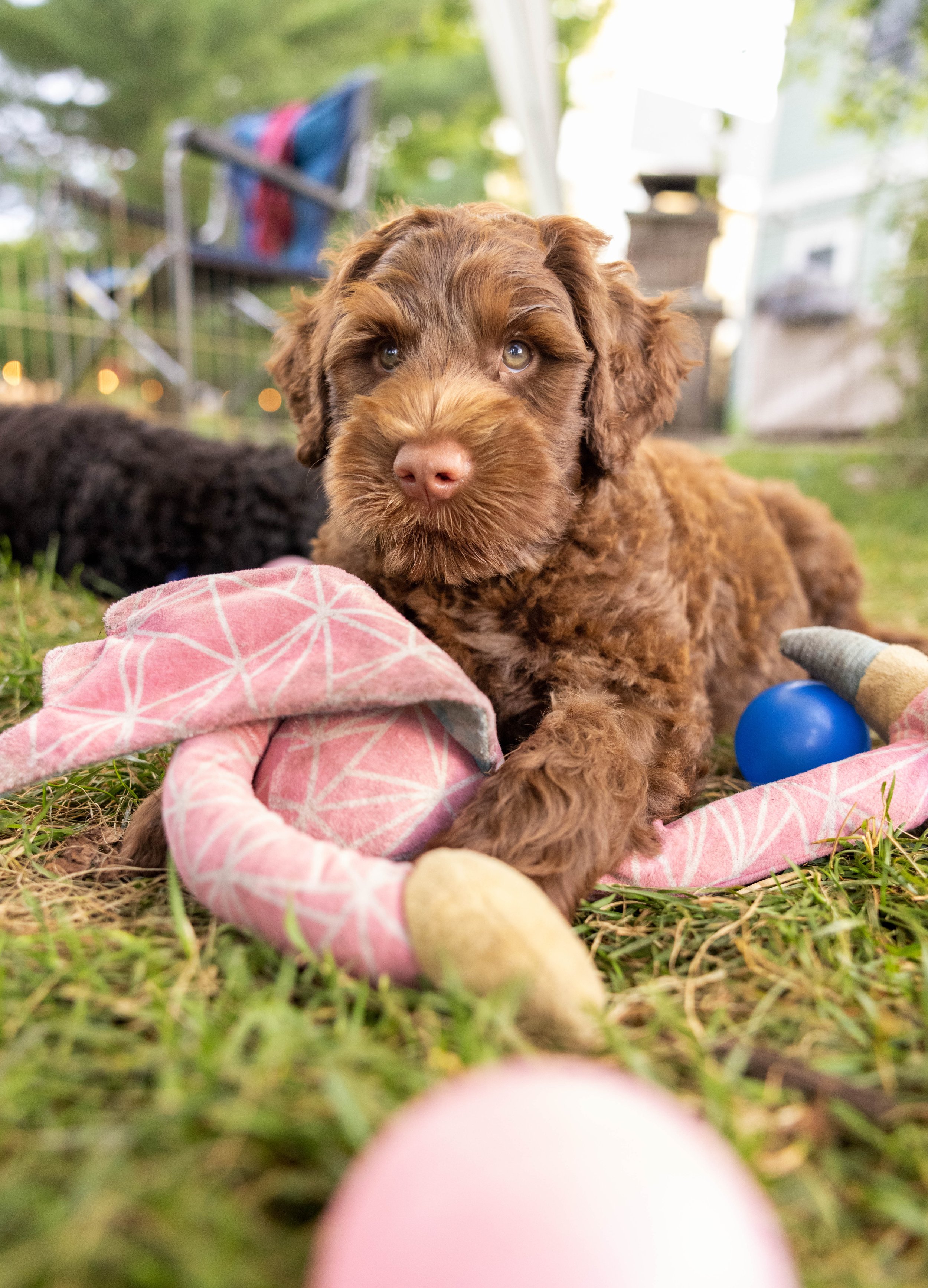 Puppies10Wks-162.jpg