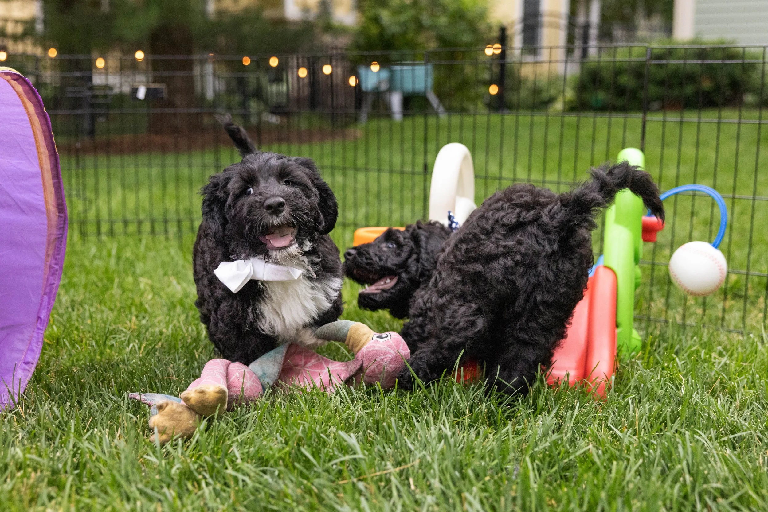 Puppies10Wks-094.jpg