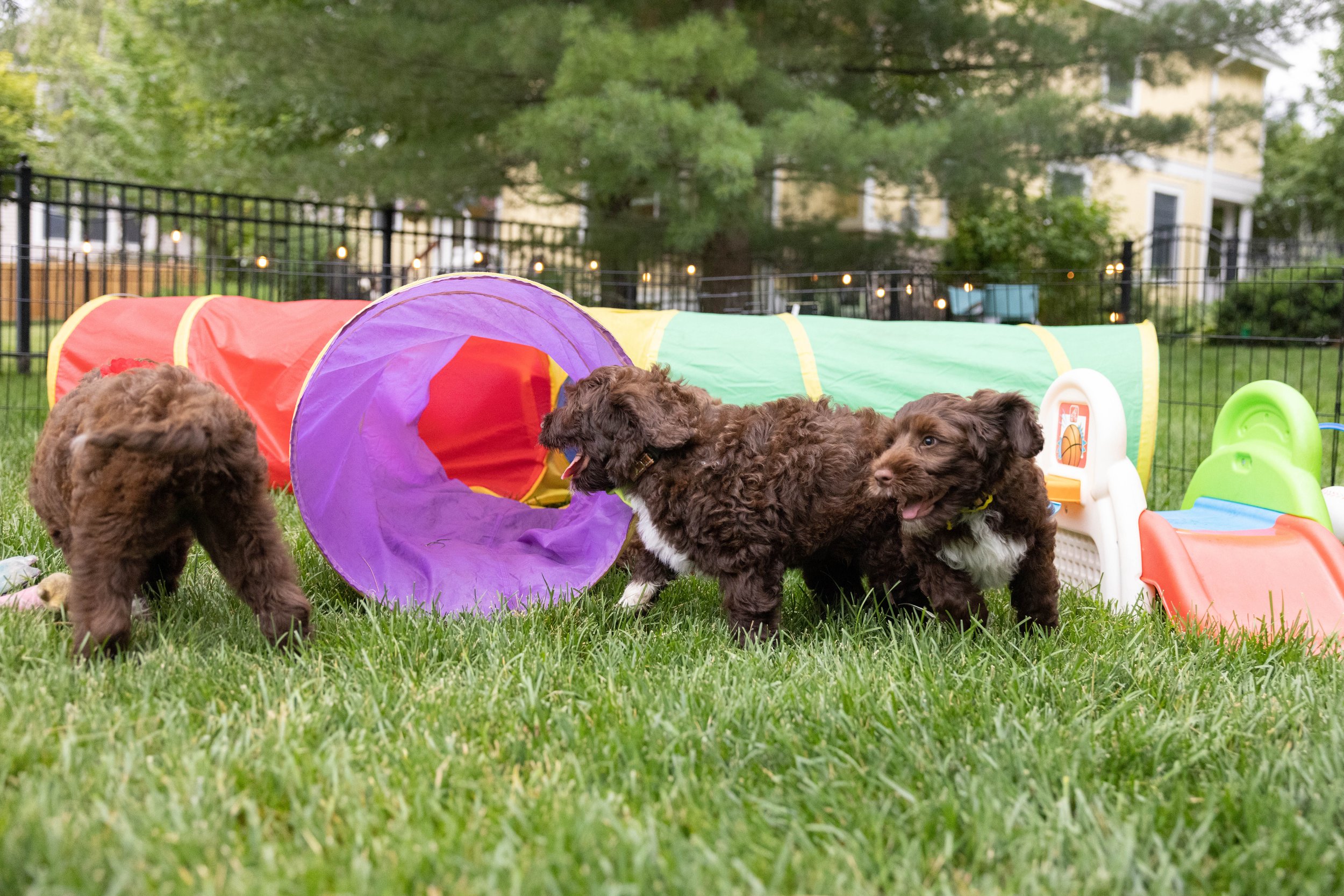 Puppies10Wks-069.jpg