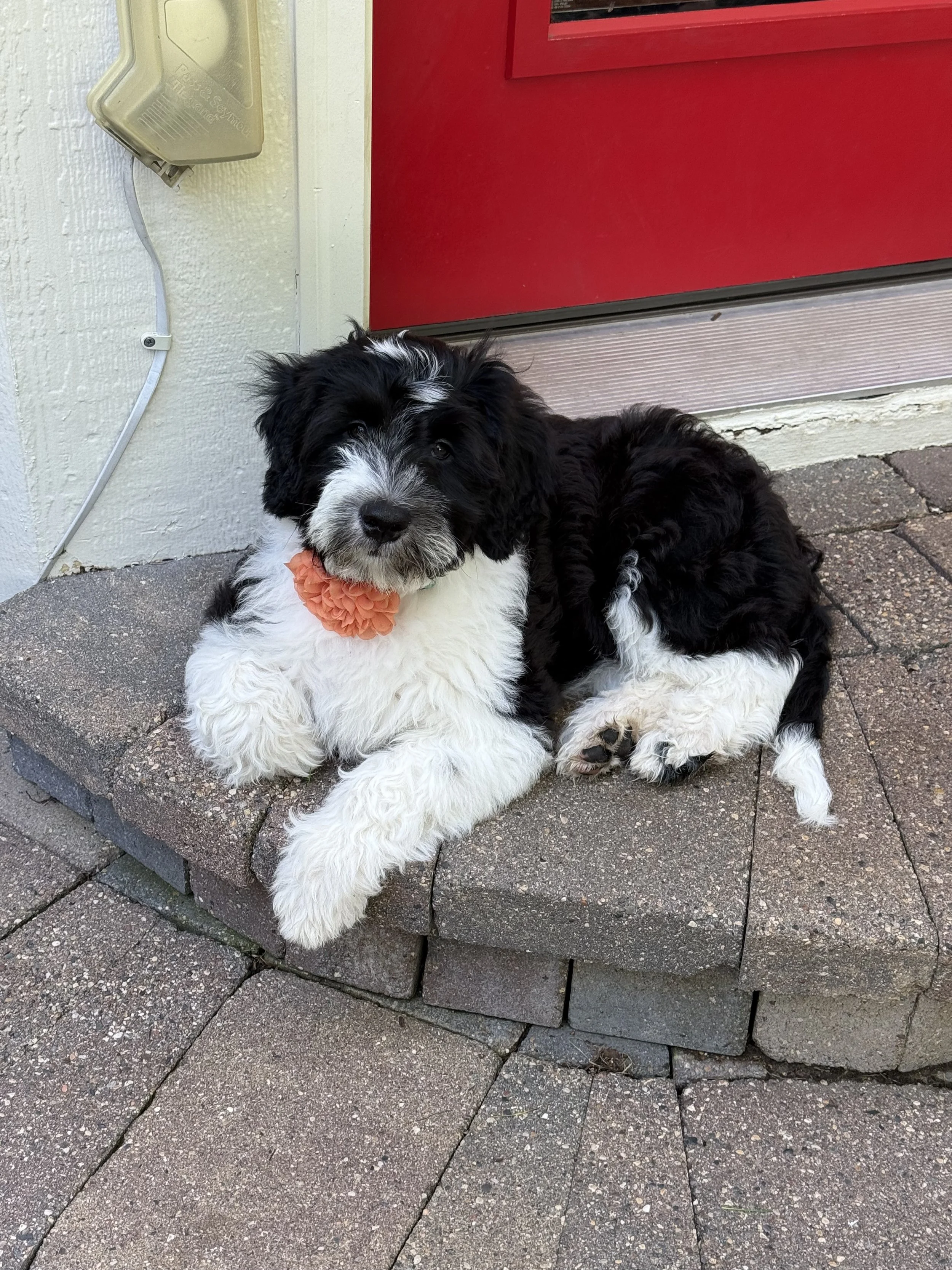 A black and white puppy with long fur lying on outdoor brick pavement near a red door, wearing an orange decorative collar or bow.