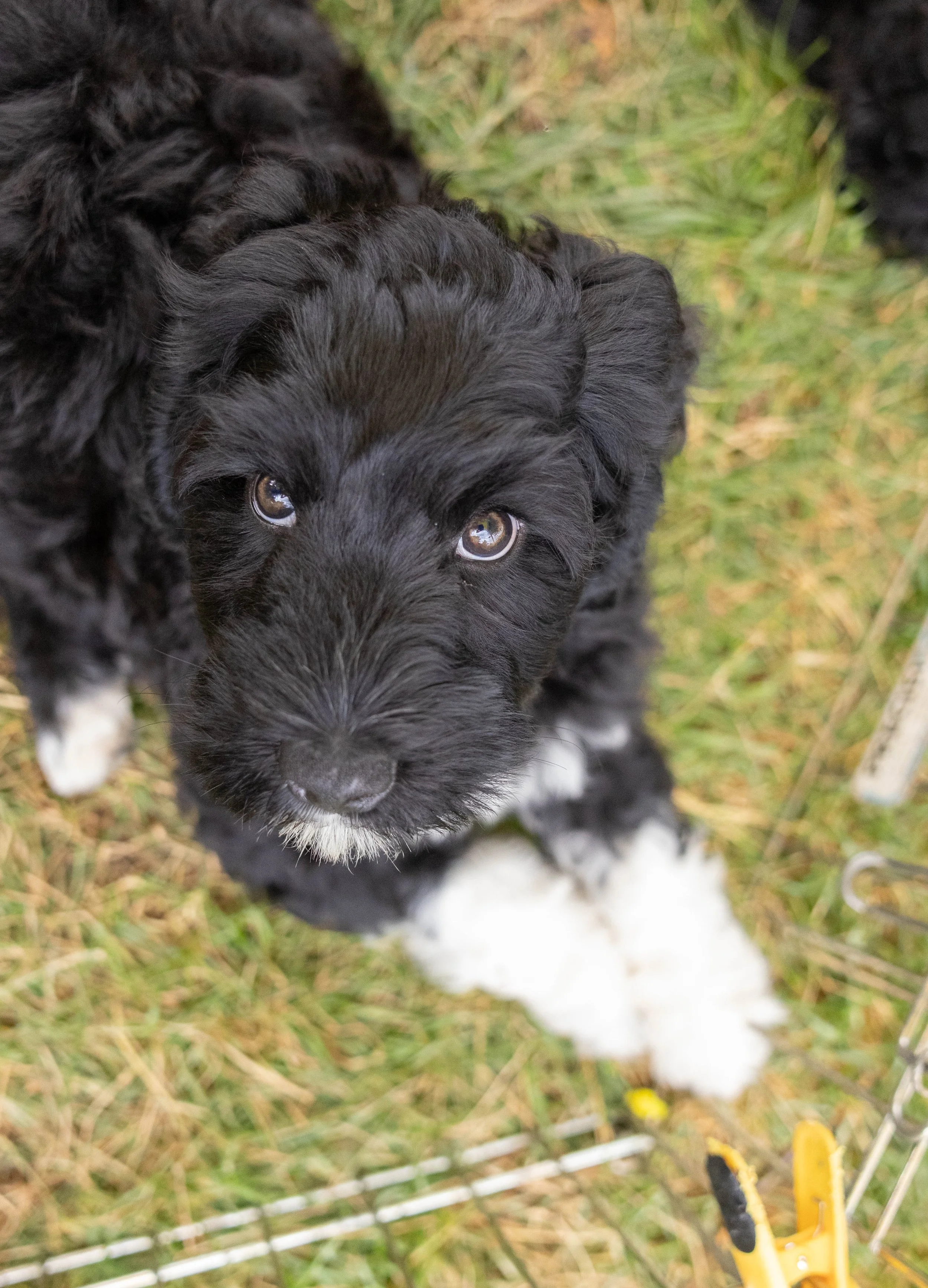 Puppies10Wks-153.jpg