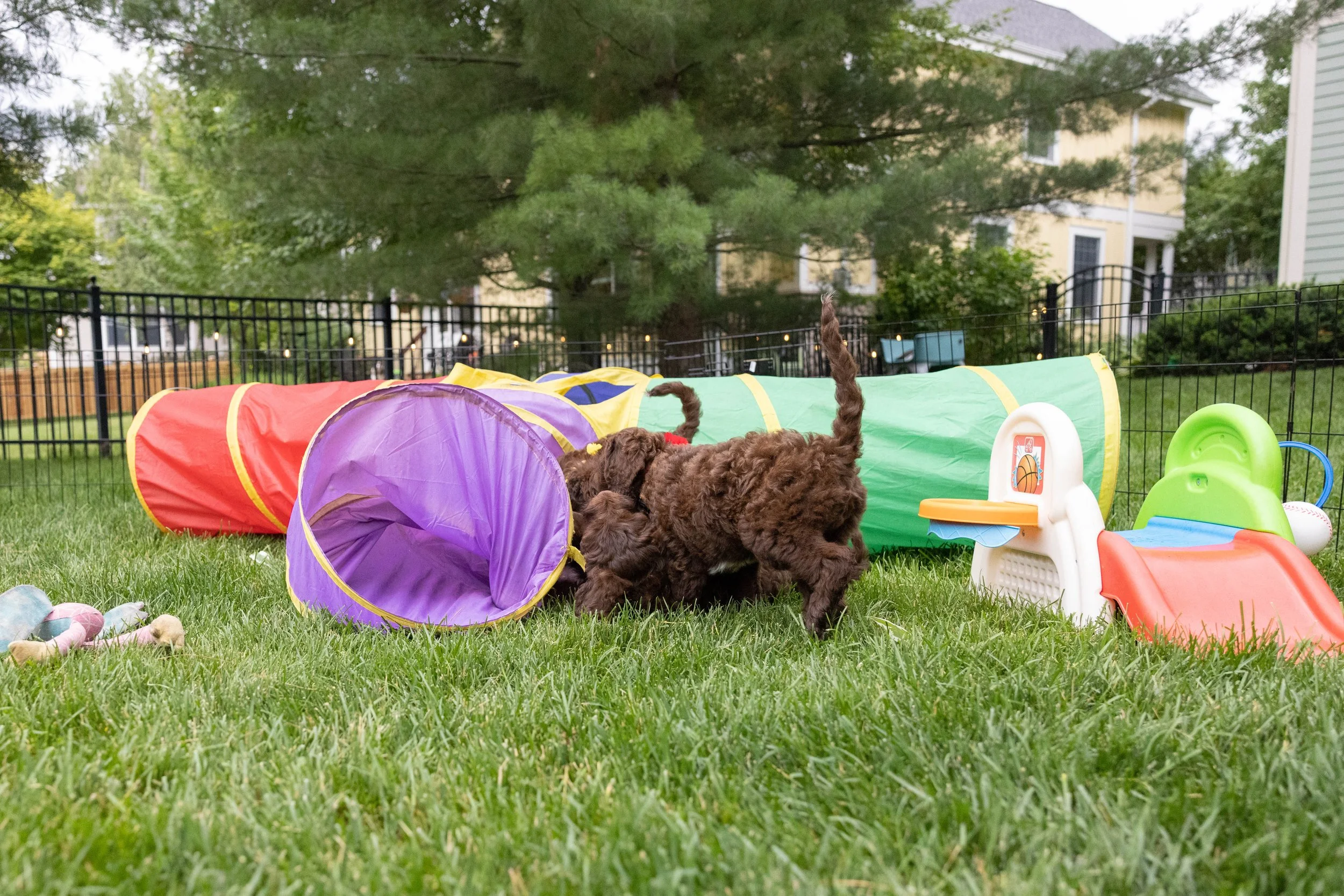 Puppies10Wks-068.jpg