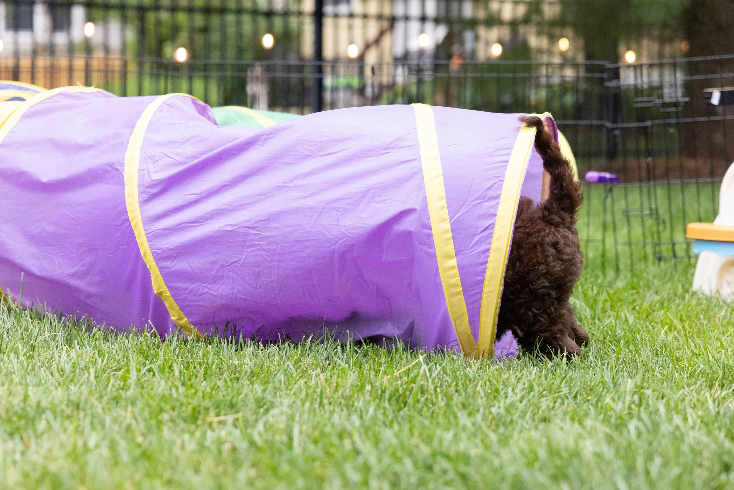 Puppies10Wks-063.jpg