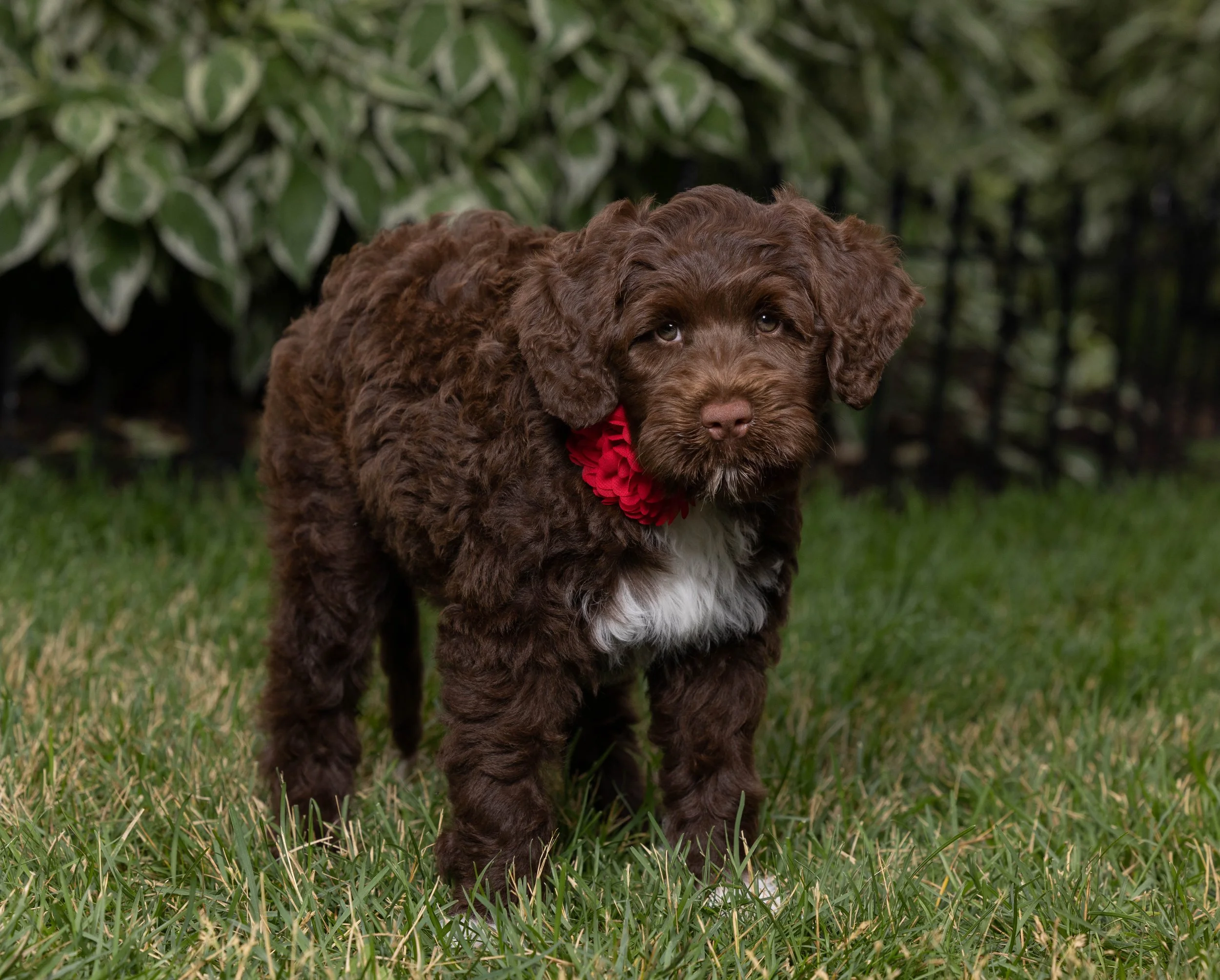 Puppies10Wks-050.jpg