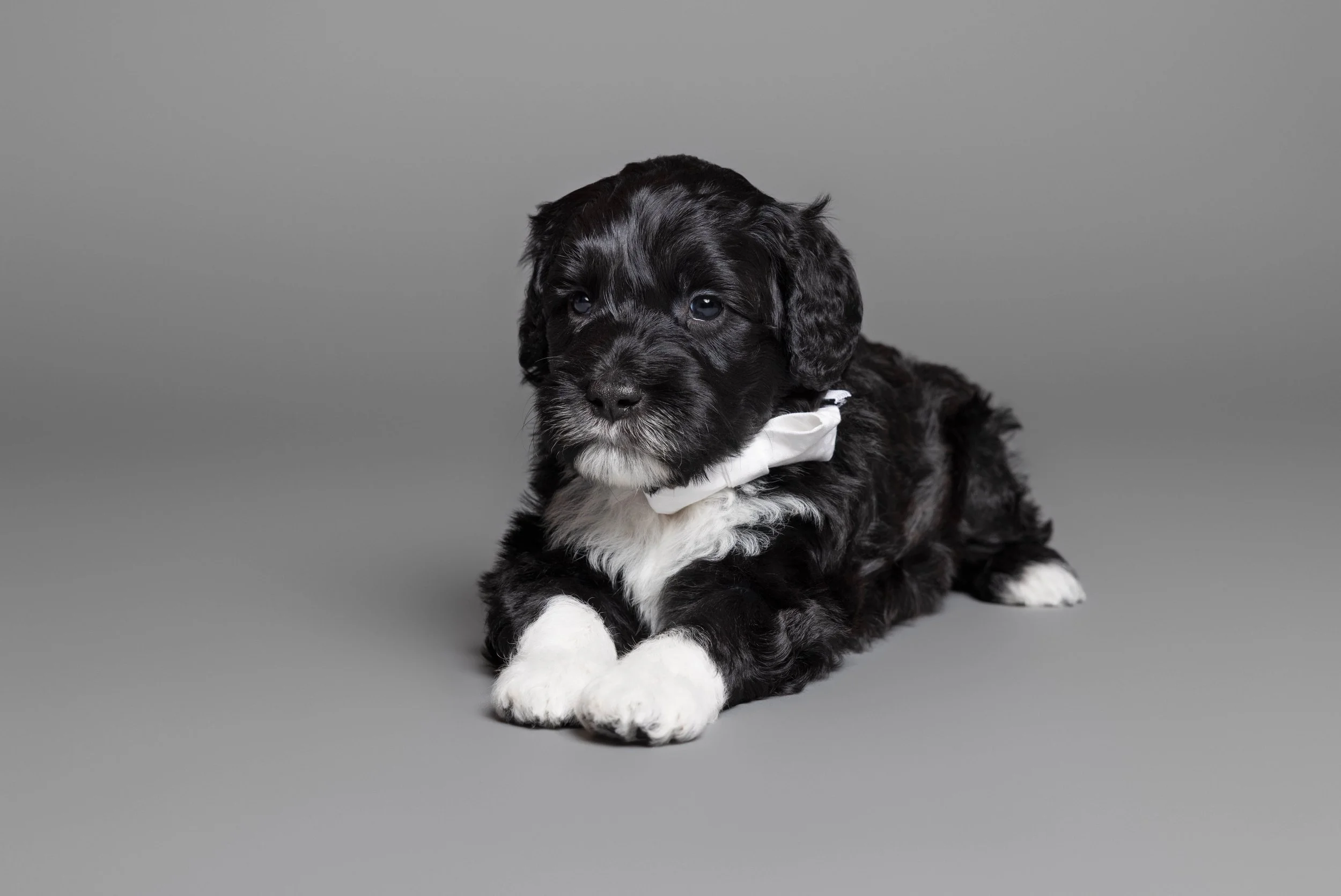 Puppies5Wks-091.jpg