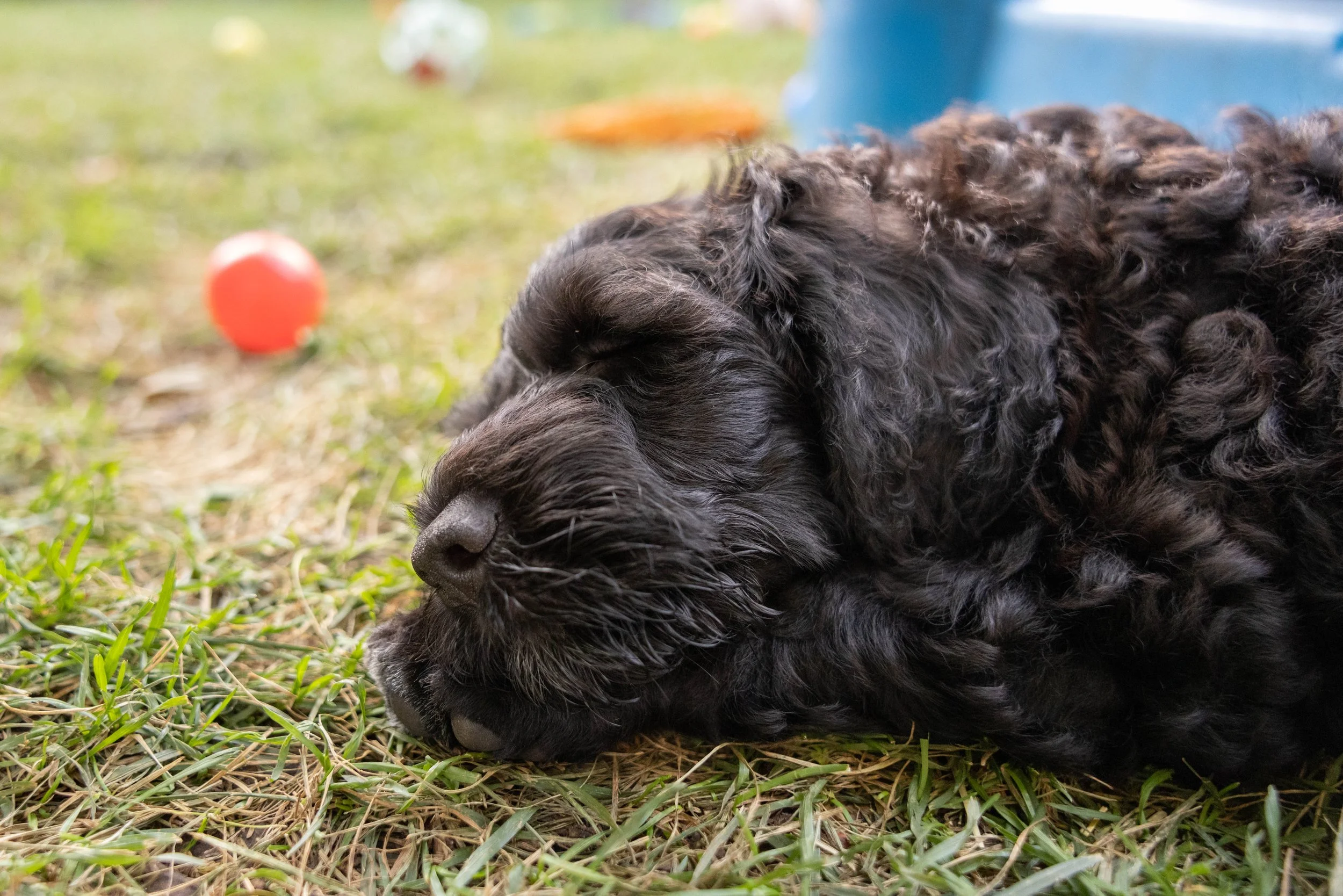 Puppies10Wks-166.jpg