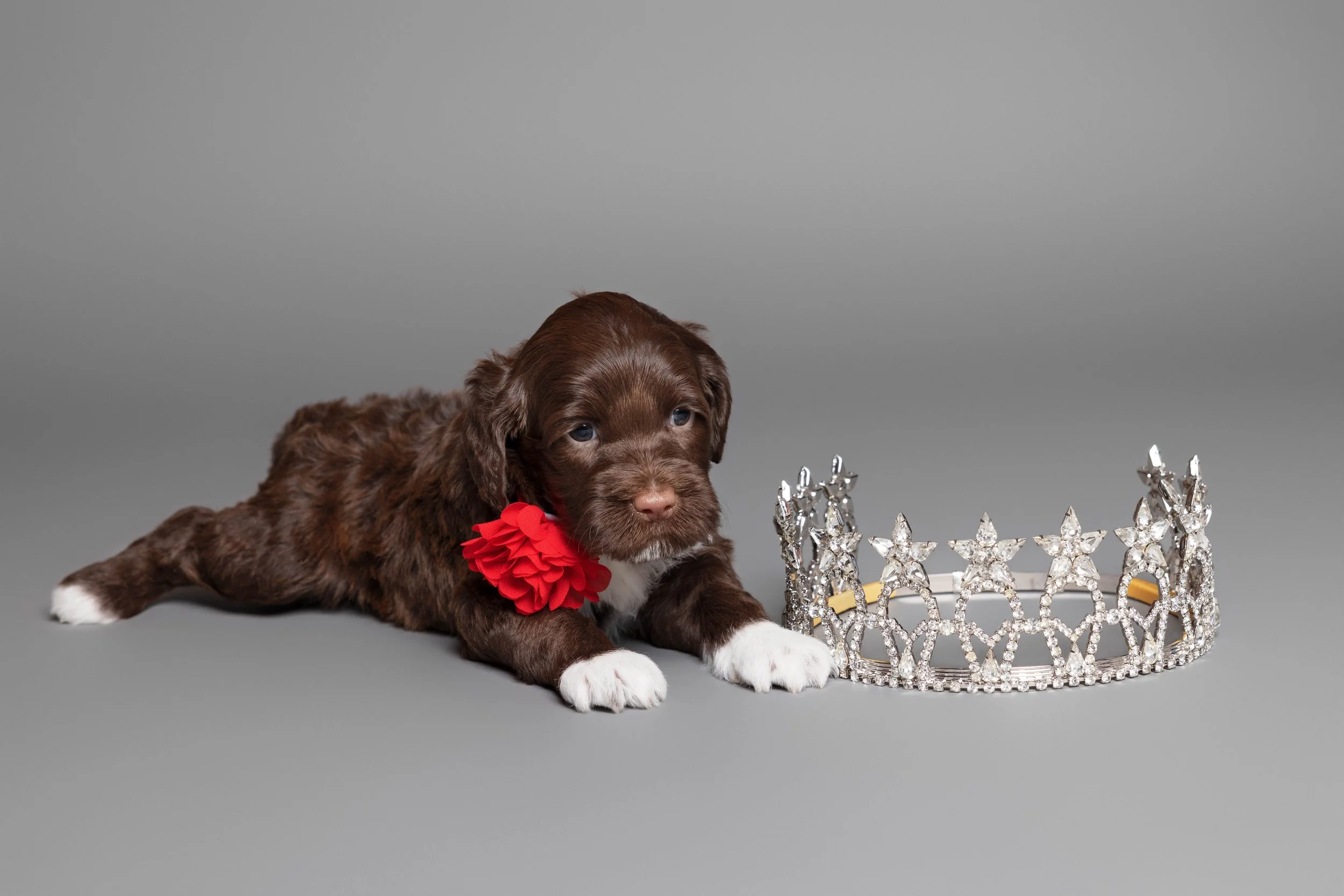 Puppies5Wks-061.jpg