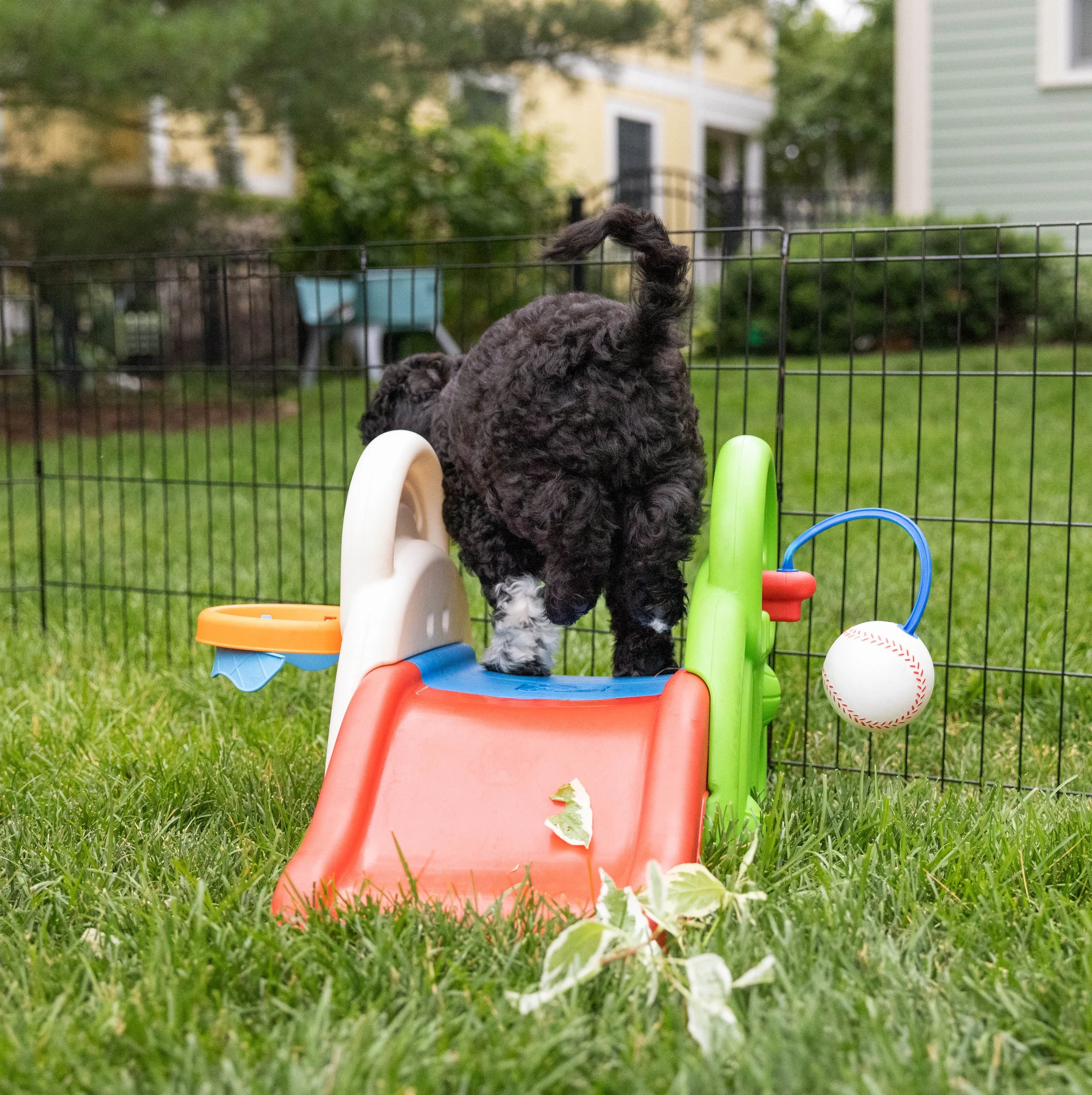 Puppies10Wks-082.jpg