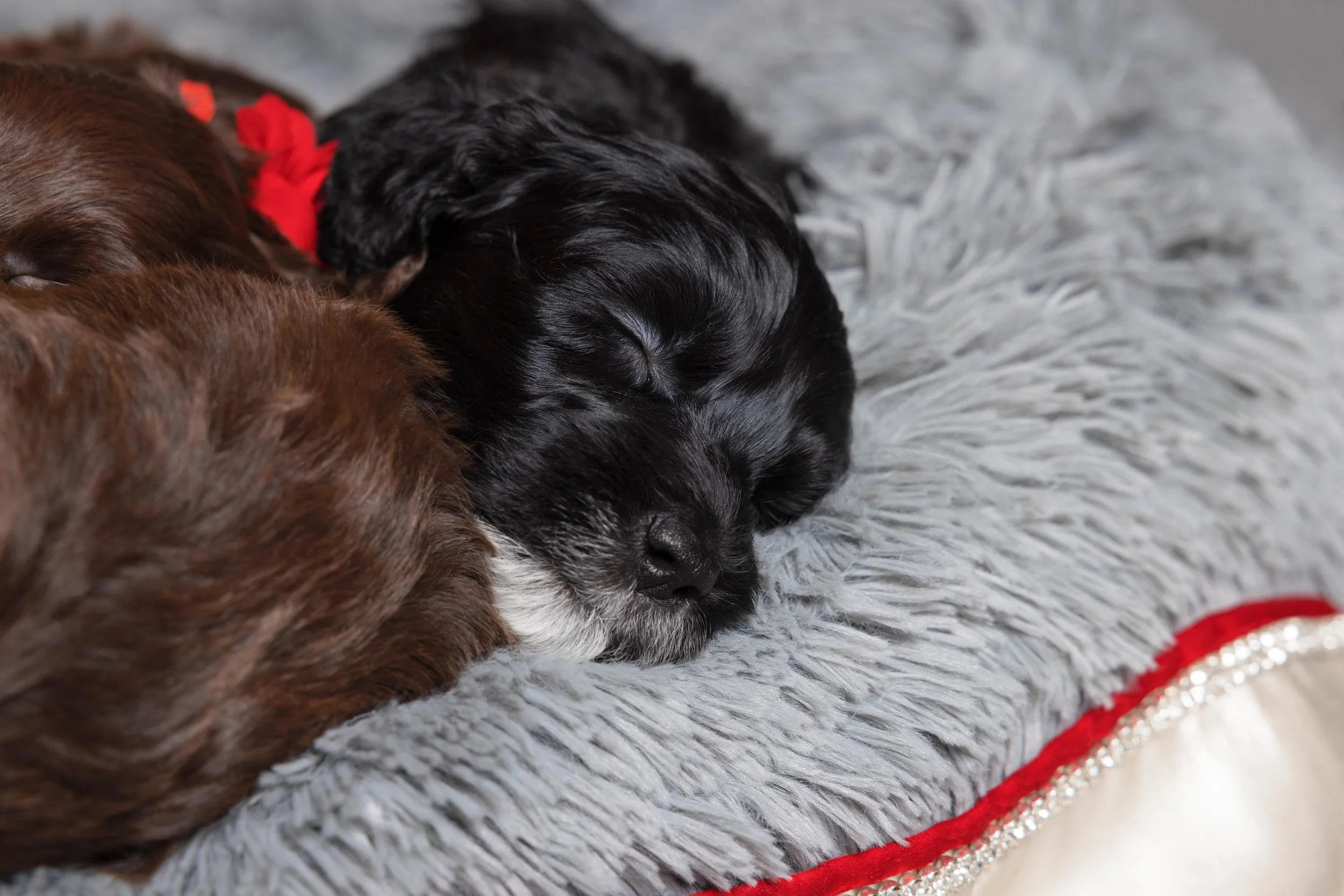 Puppies5Wks-178.jpg