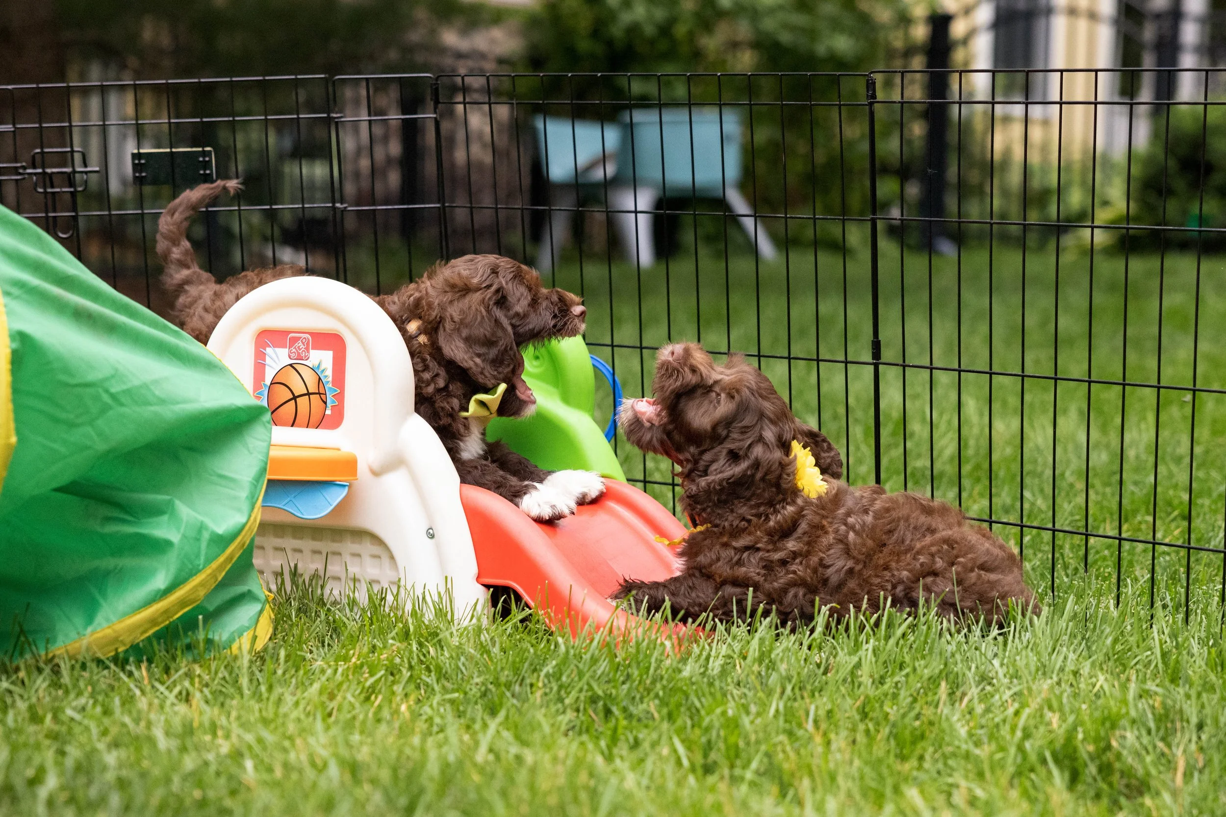 Puppies10Wks-065.jpg