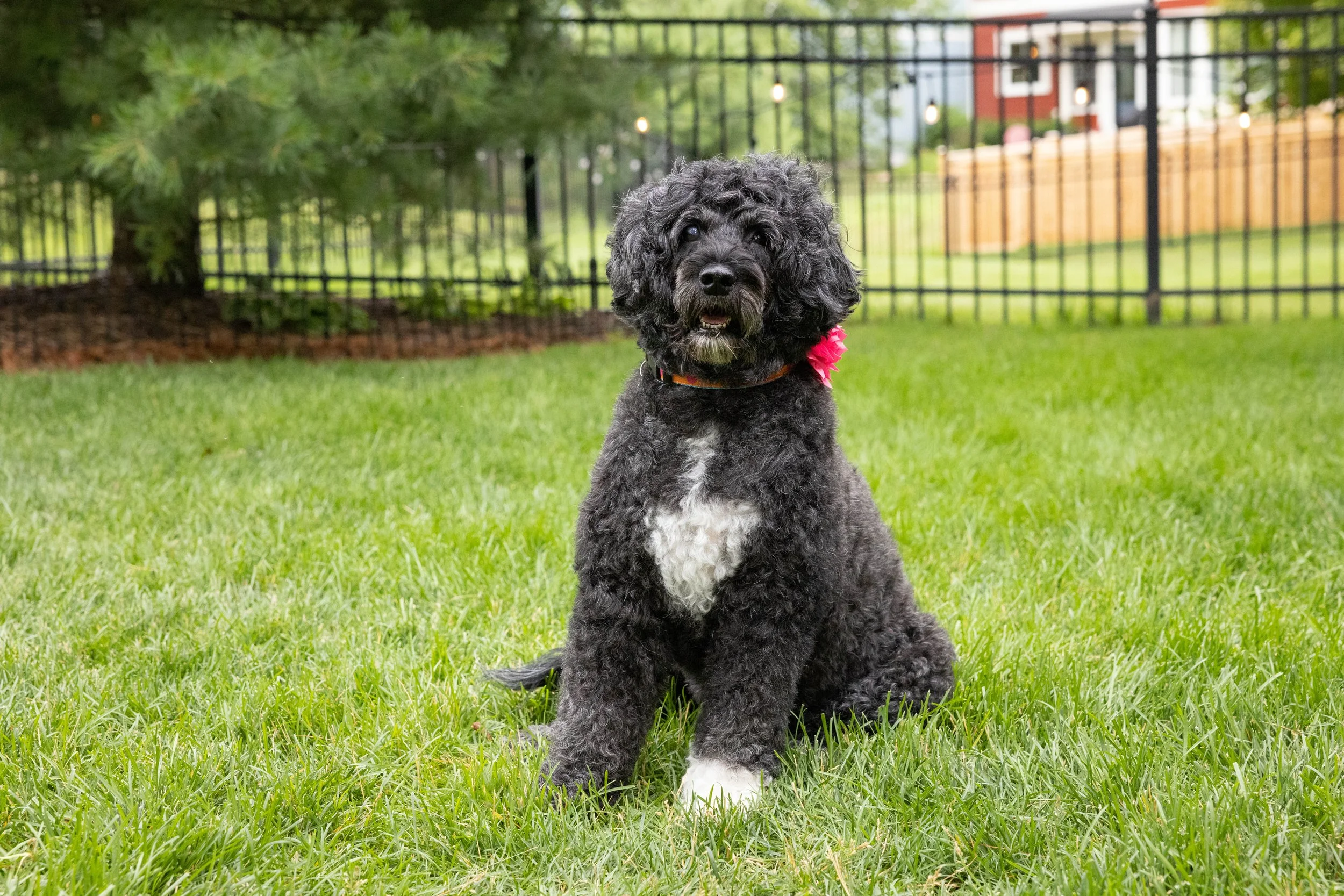Puppies10Wks-108.jpg