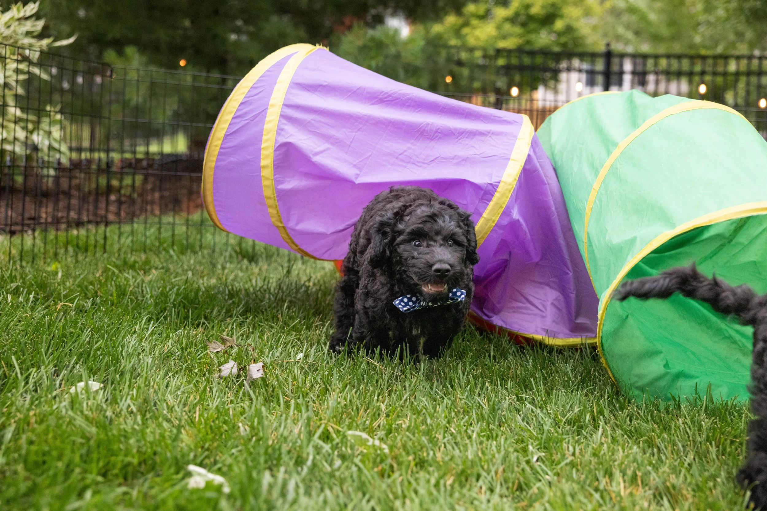 Puppies10Wks-087.jpg