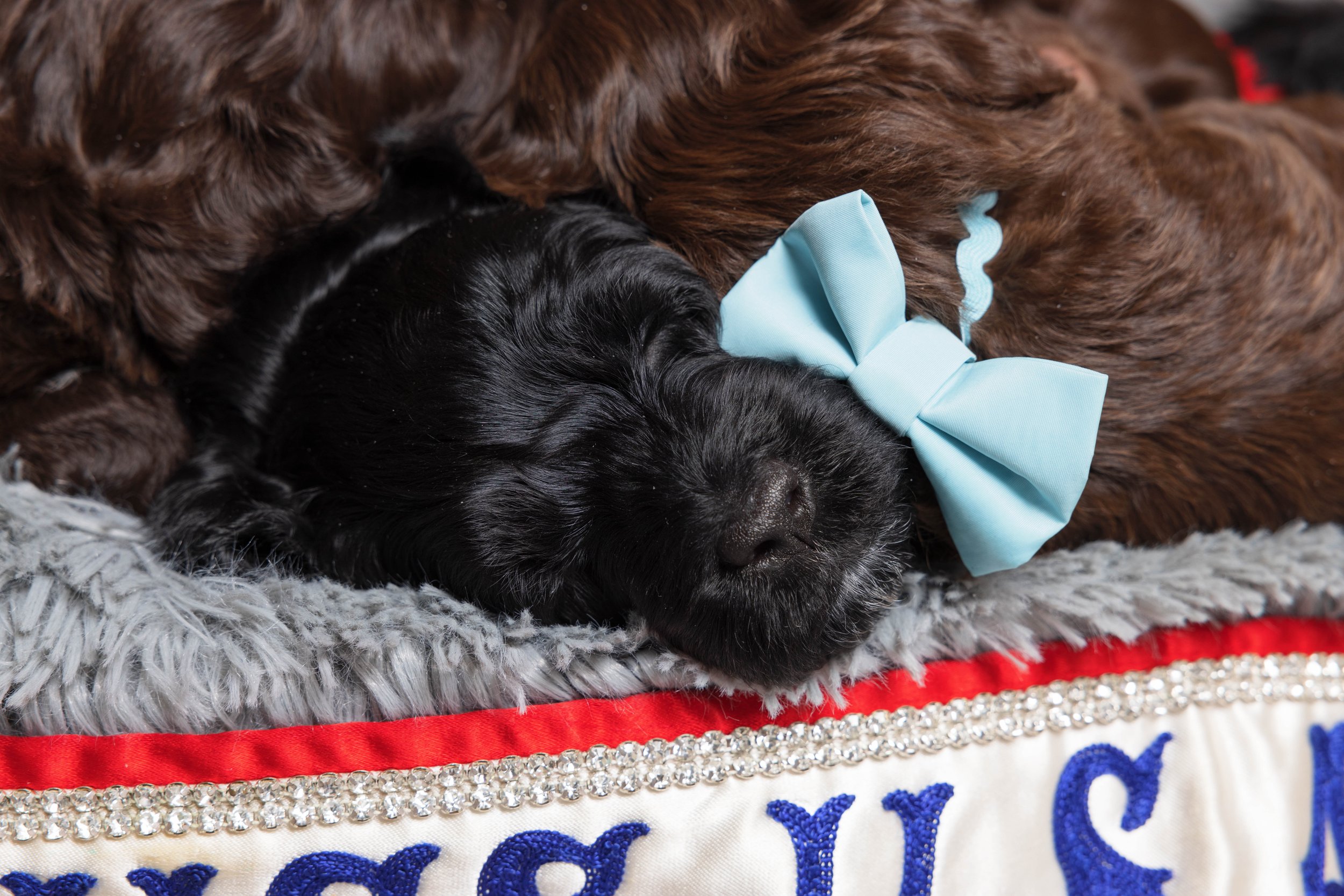 Puppies5Wks-179.jpg