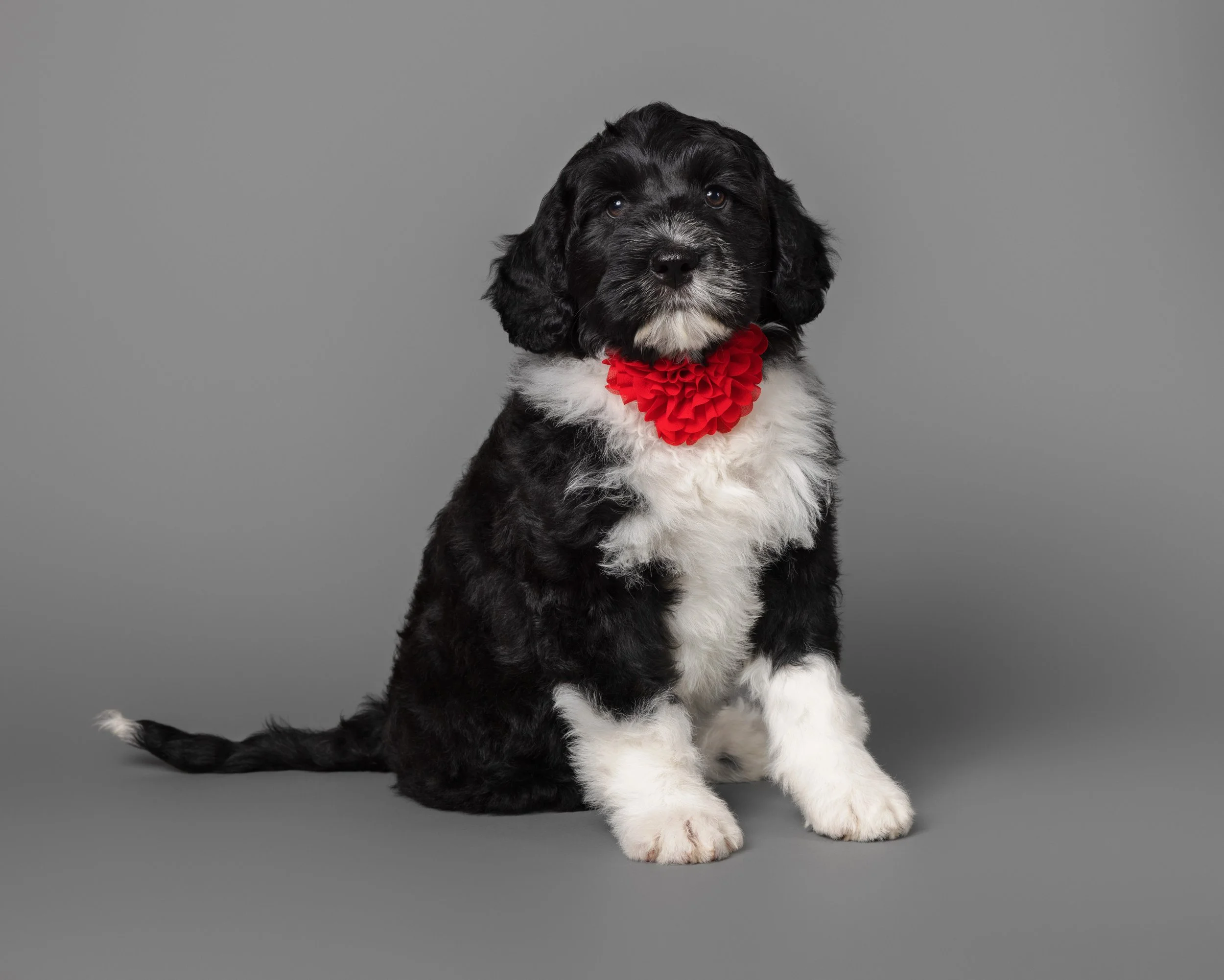 A cute black and white puppy with floppy ears and a fluffy tail, sitting on a plain gray background, wearing a red fabric flower collar.