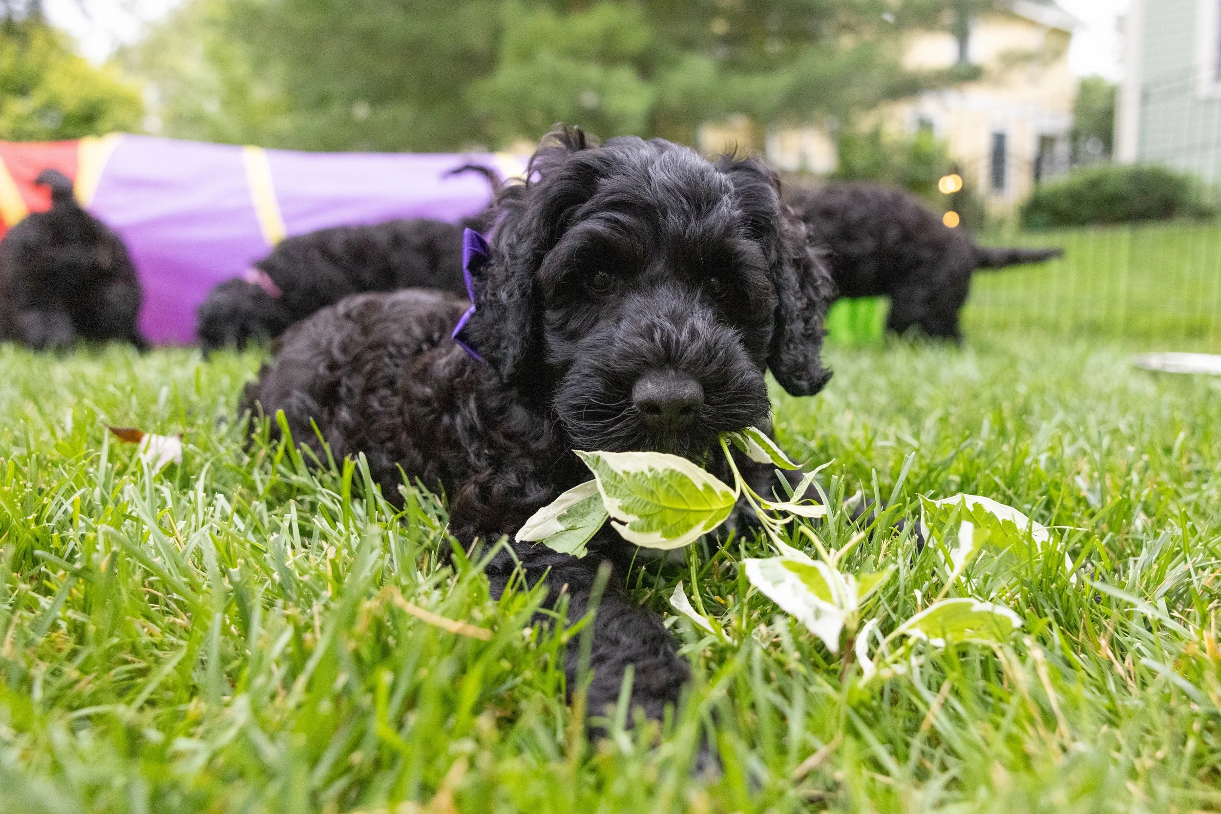 Puppies10Wks-086.jpg