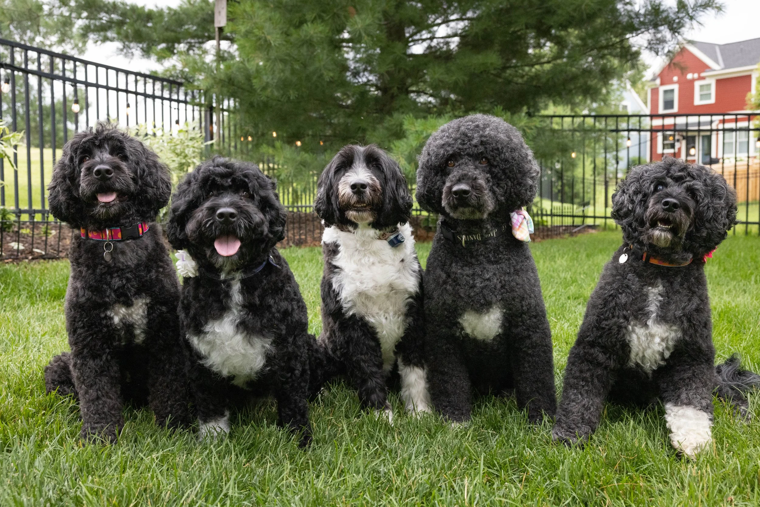 Puppies10Wks-105.jpg