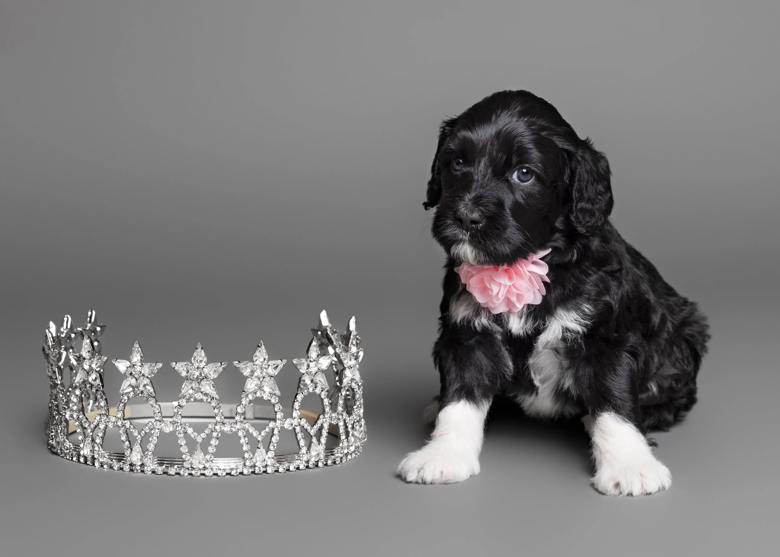 Puppies5Wks-105-composite.jpg