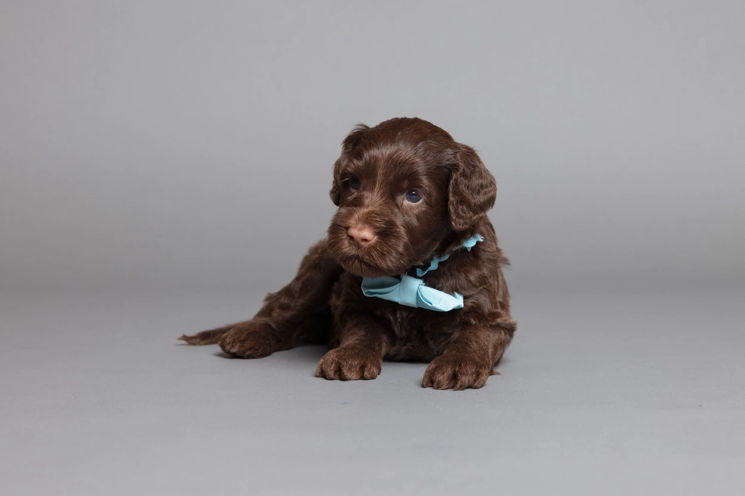 Puppies5Wks-046.jpg
