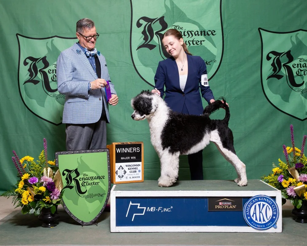 A woman and a man at a dog show with a black and white dog on a platform, winning a major prize, with a green backdrop and floral arrangements.