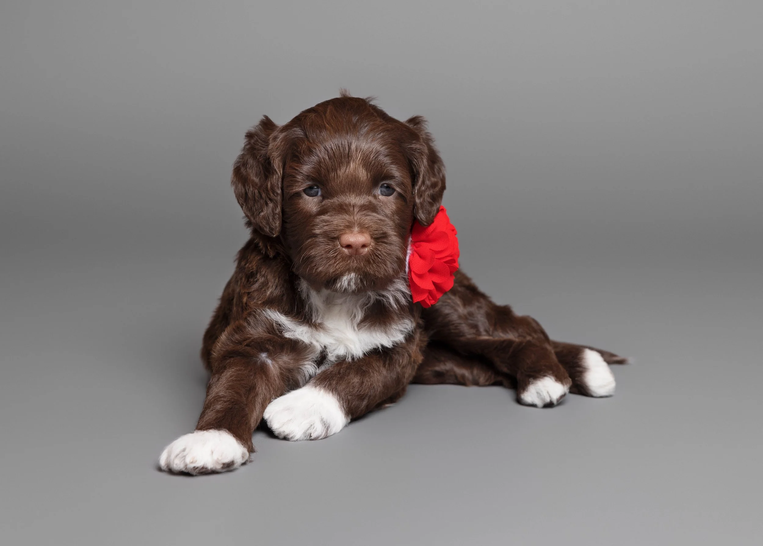 Puppies5Wks-069.jpg