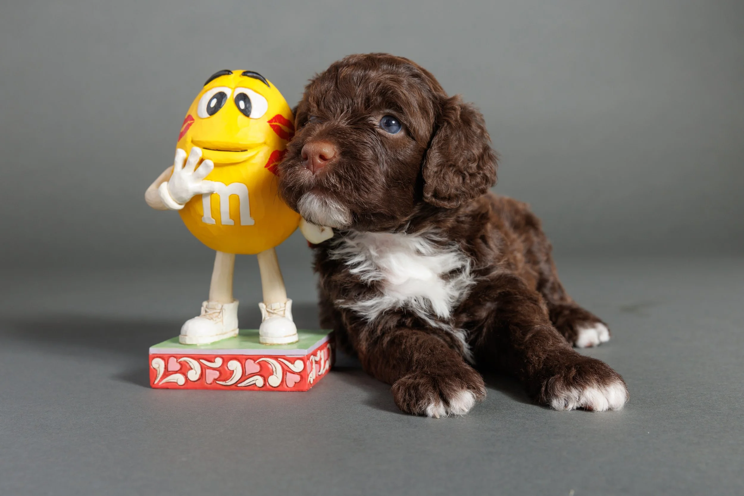 039-M-Litter-4wks, Manhattan.jpg
