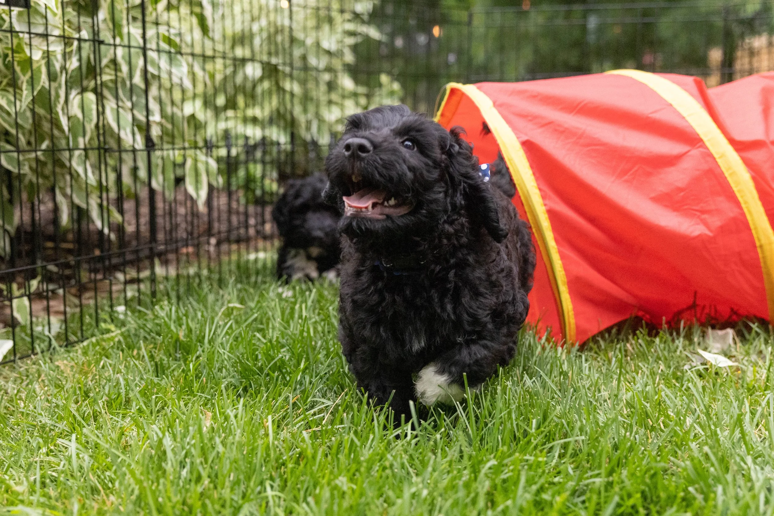 Puppies10Wks-092.jpg