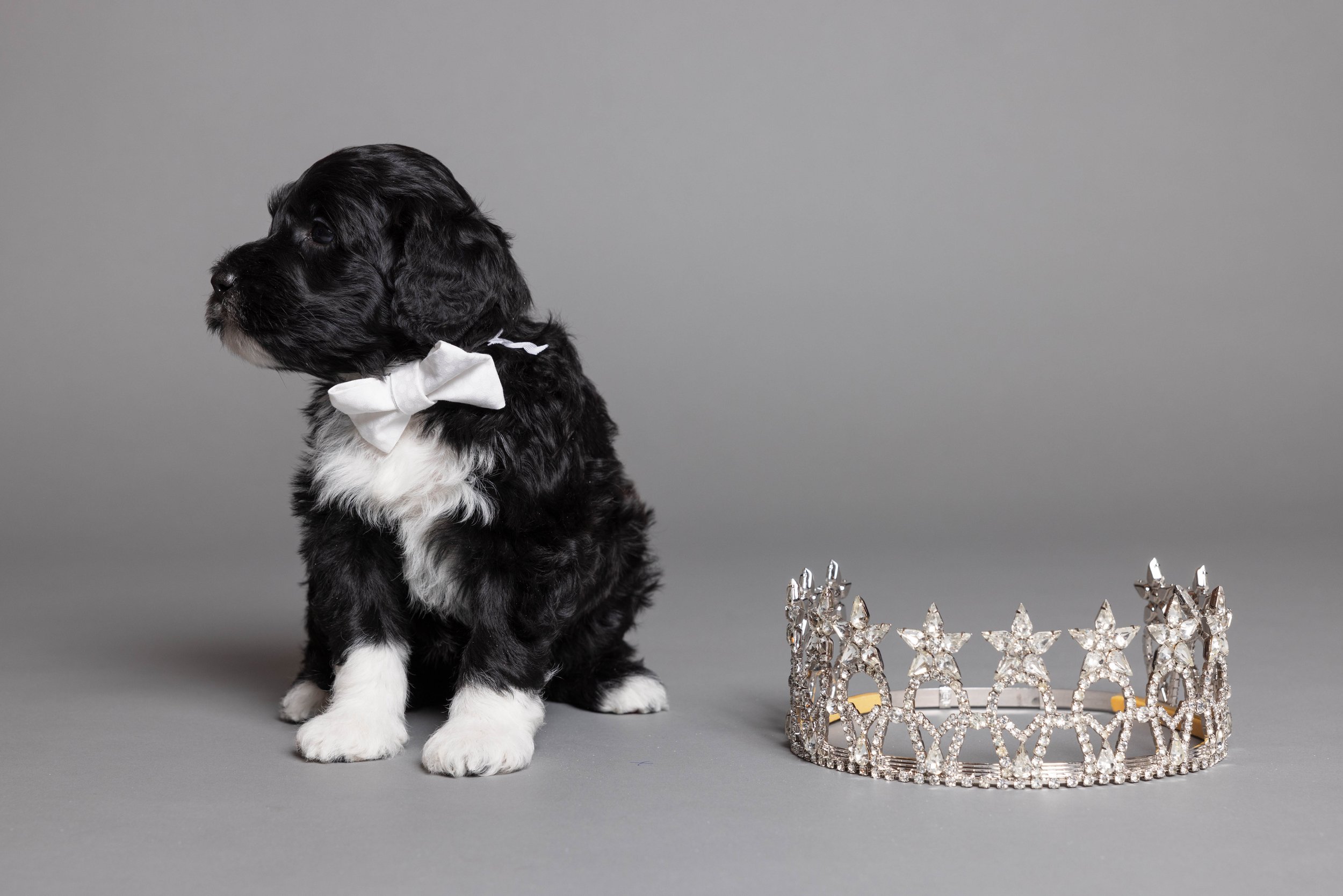 Puppies5Wks-087.jpg