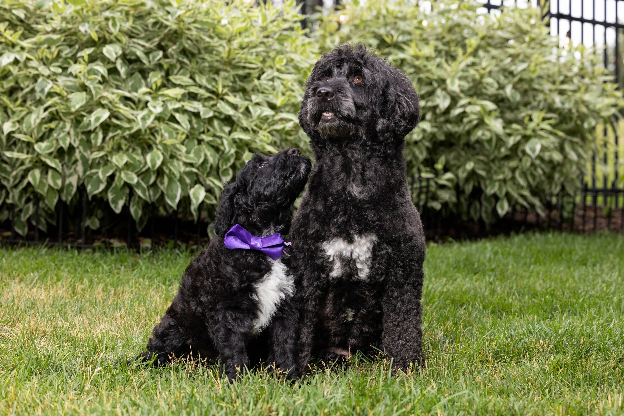 Puppies10Wks-009.jpg