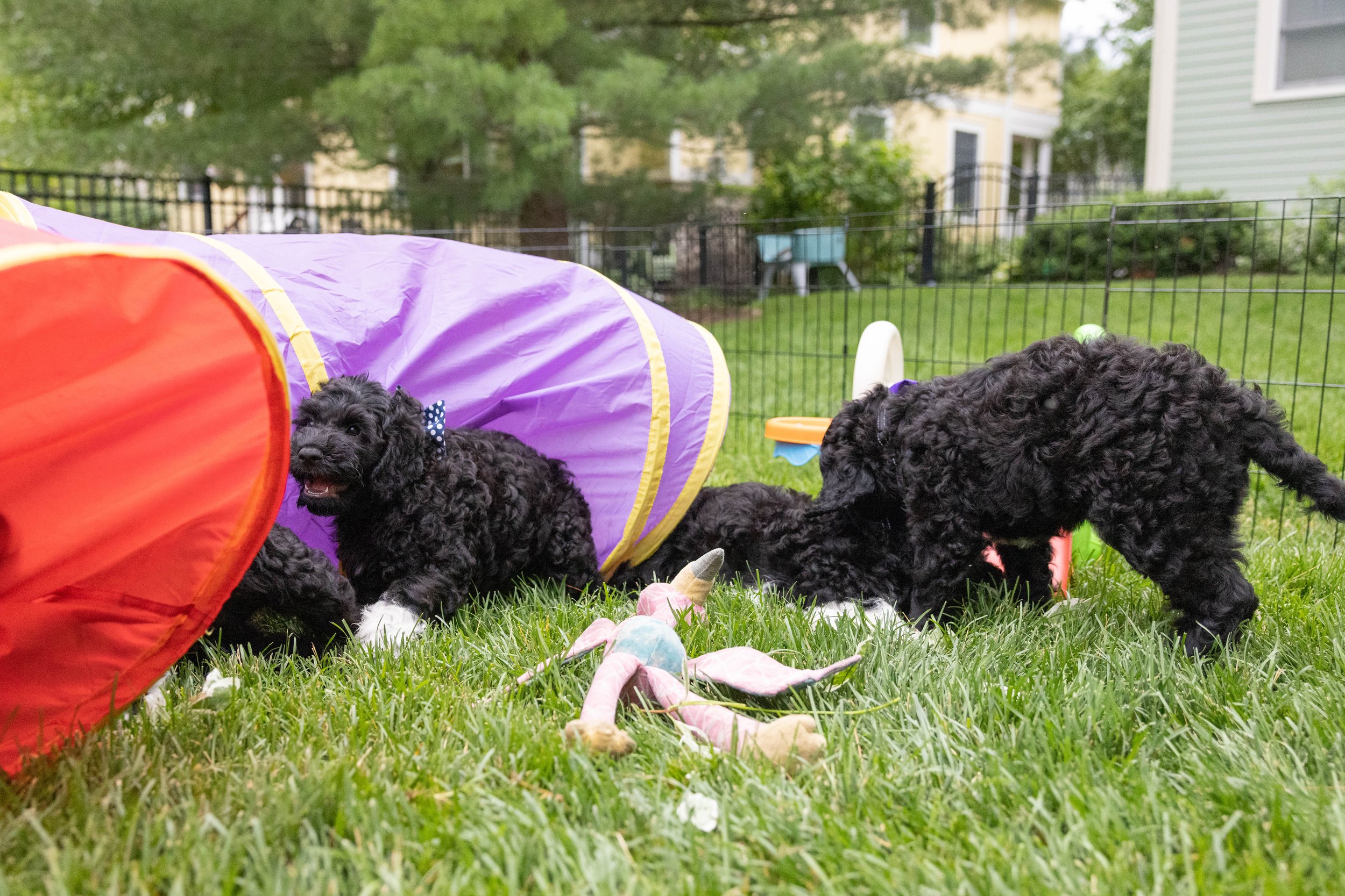 Puppies10Wks-091.jpg