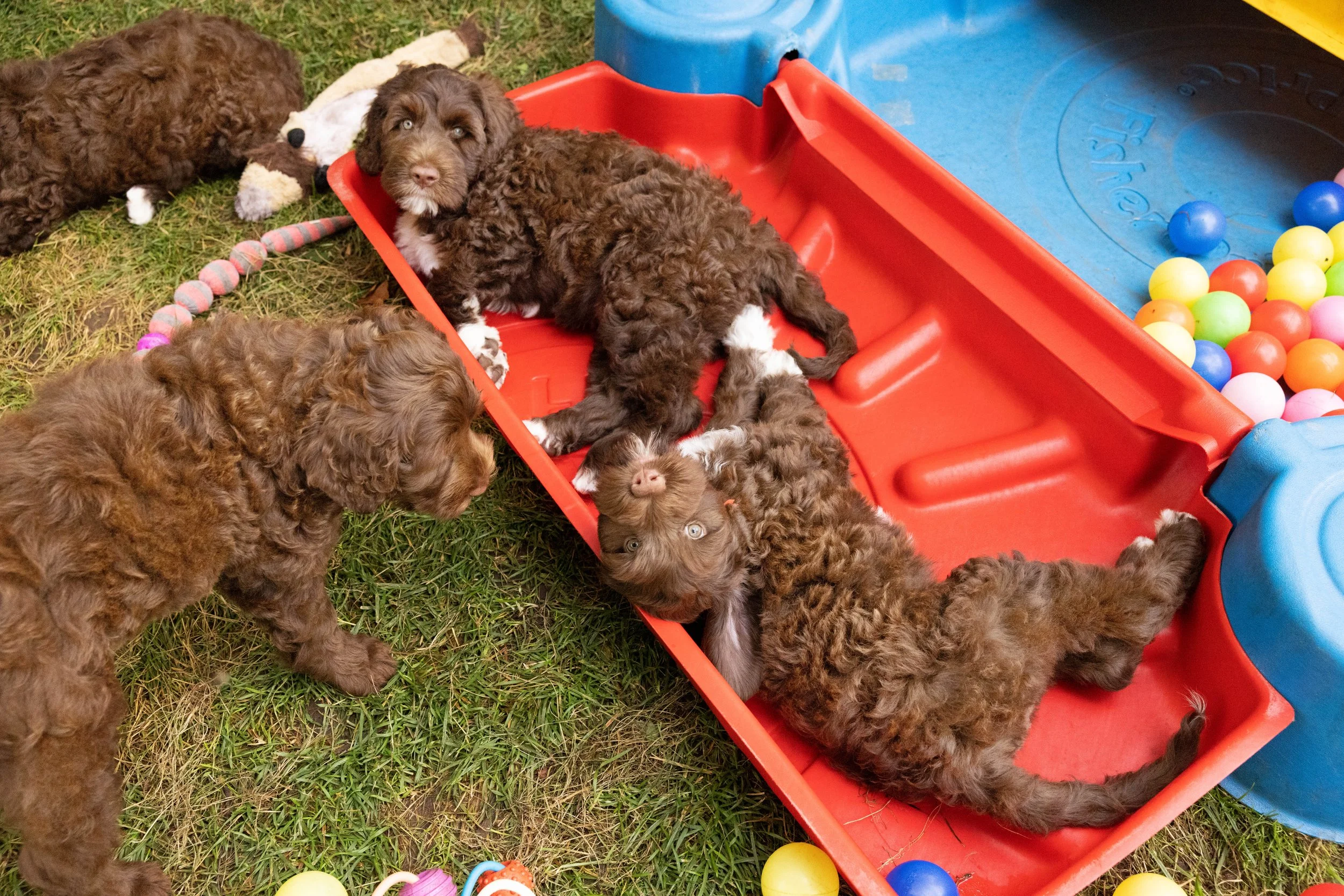 Puppies10Wks-130.jpg