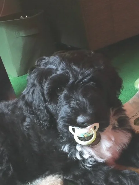 Baby bobber.jpg