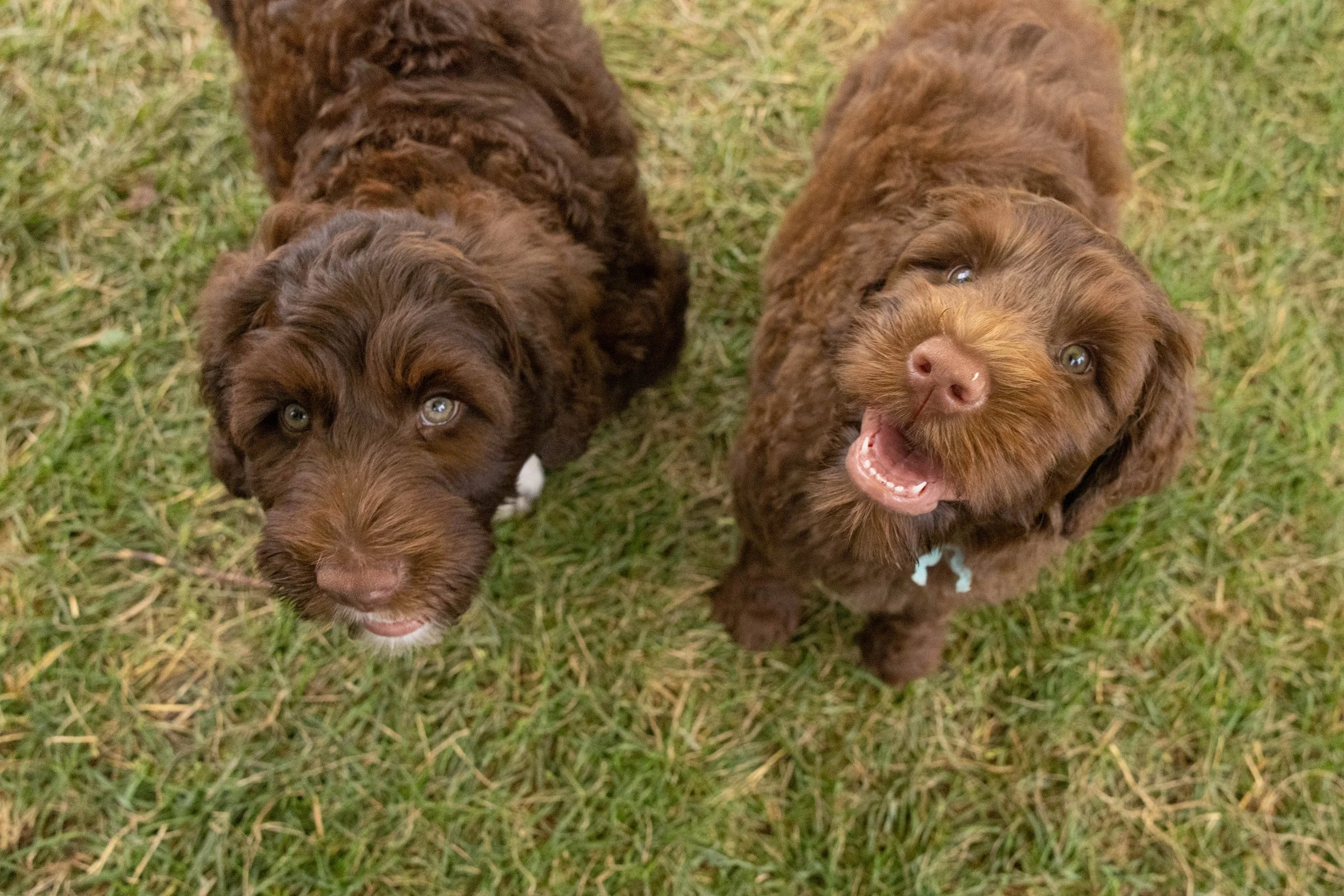 Puppies10Wks-120.jpg