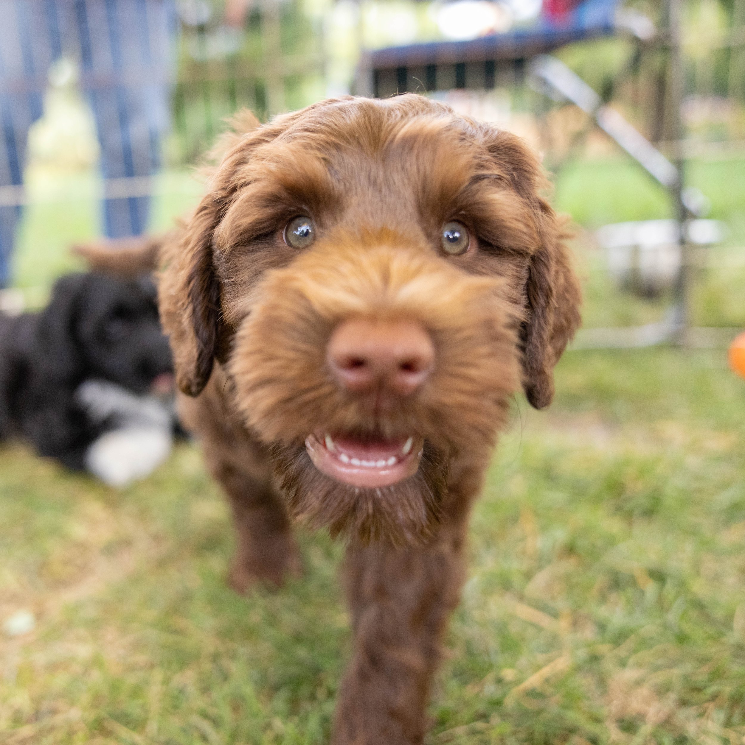Puppies10Wks-157.jpg