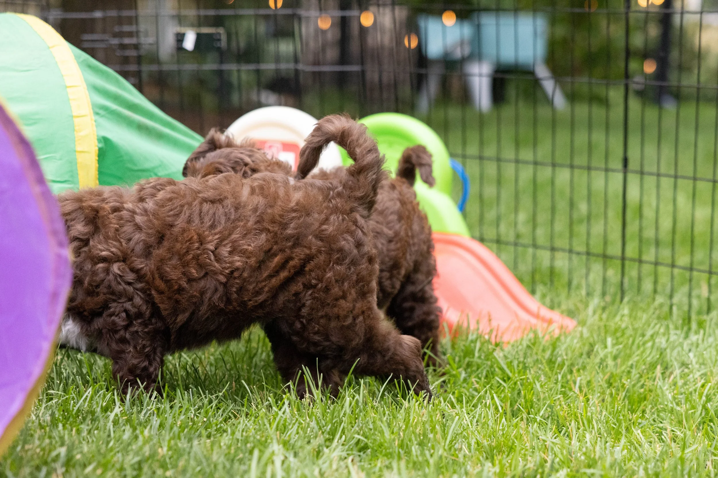 Puppies10Wks-066.jpg